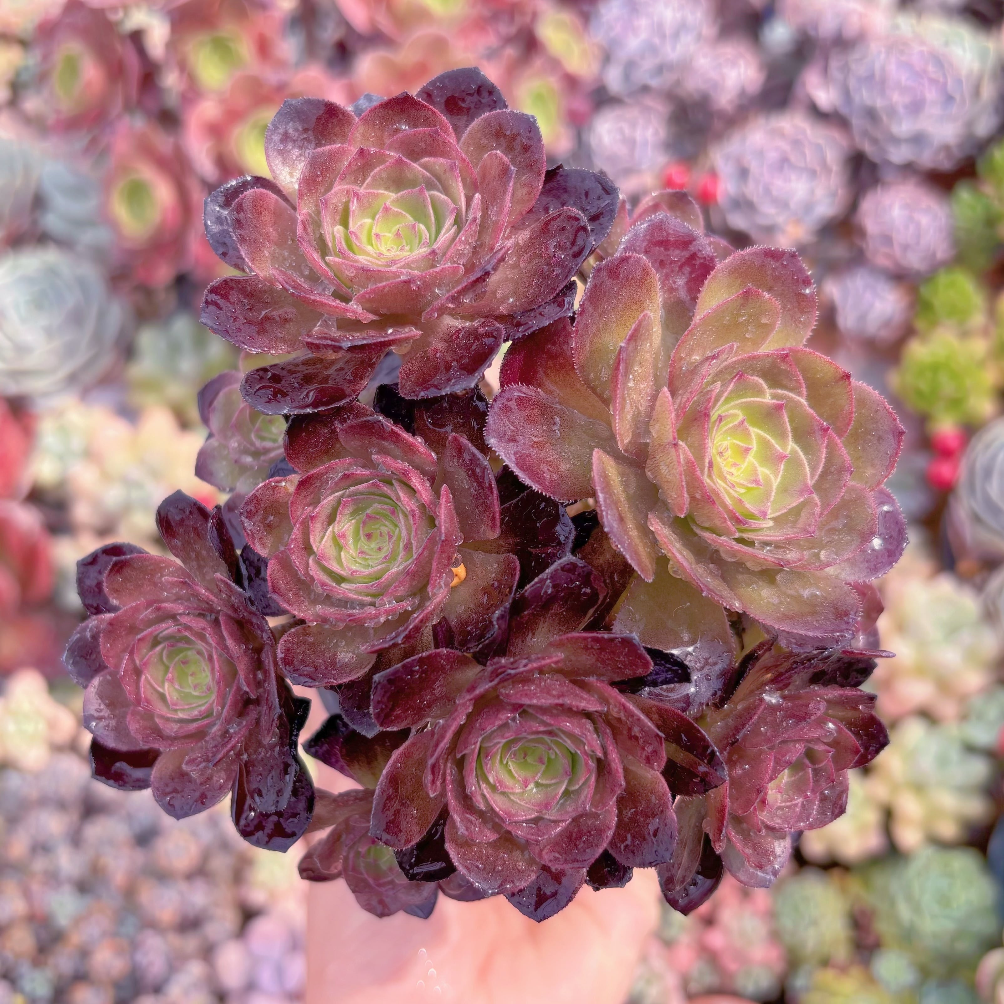 現品　赤焔蓮#C02　群生　新入荷　るる農園