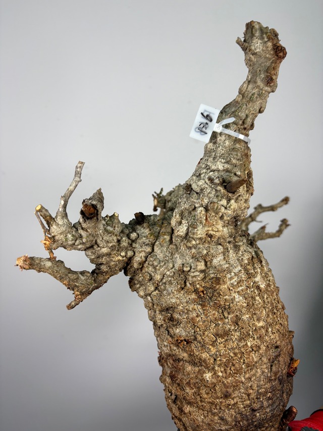 F168 現地発根株 オペルクリカリア パキプス 6/15 入荷 Operculicarya pachypus 塊根植物 現地球