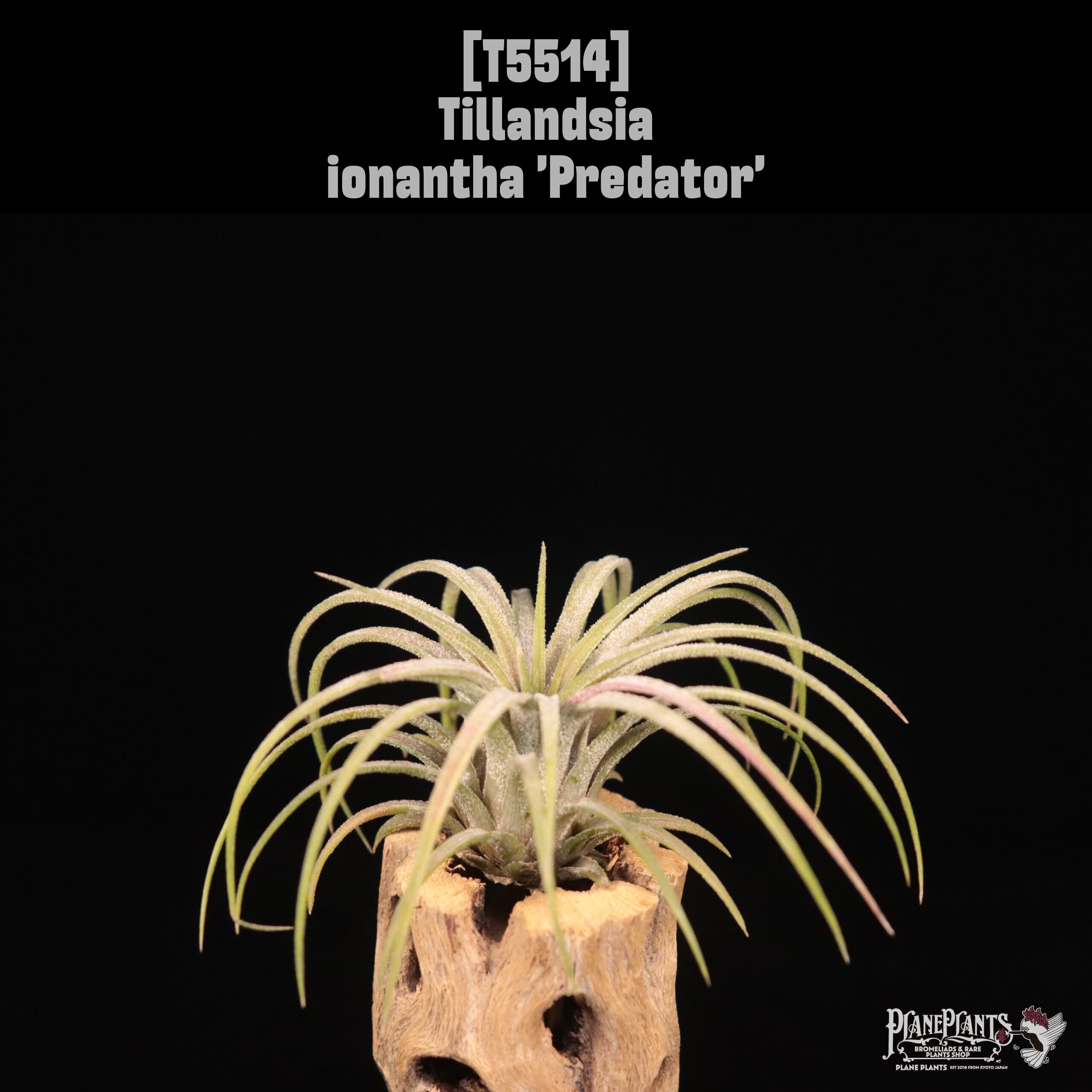 ionantha | plane plants