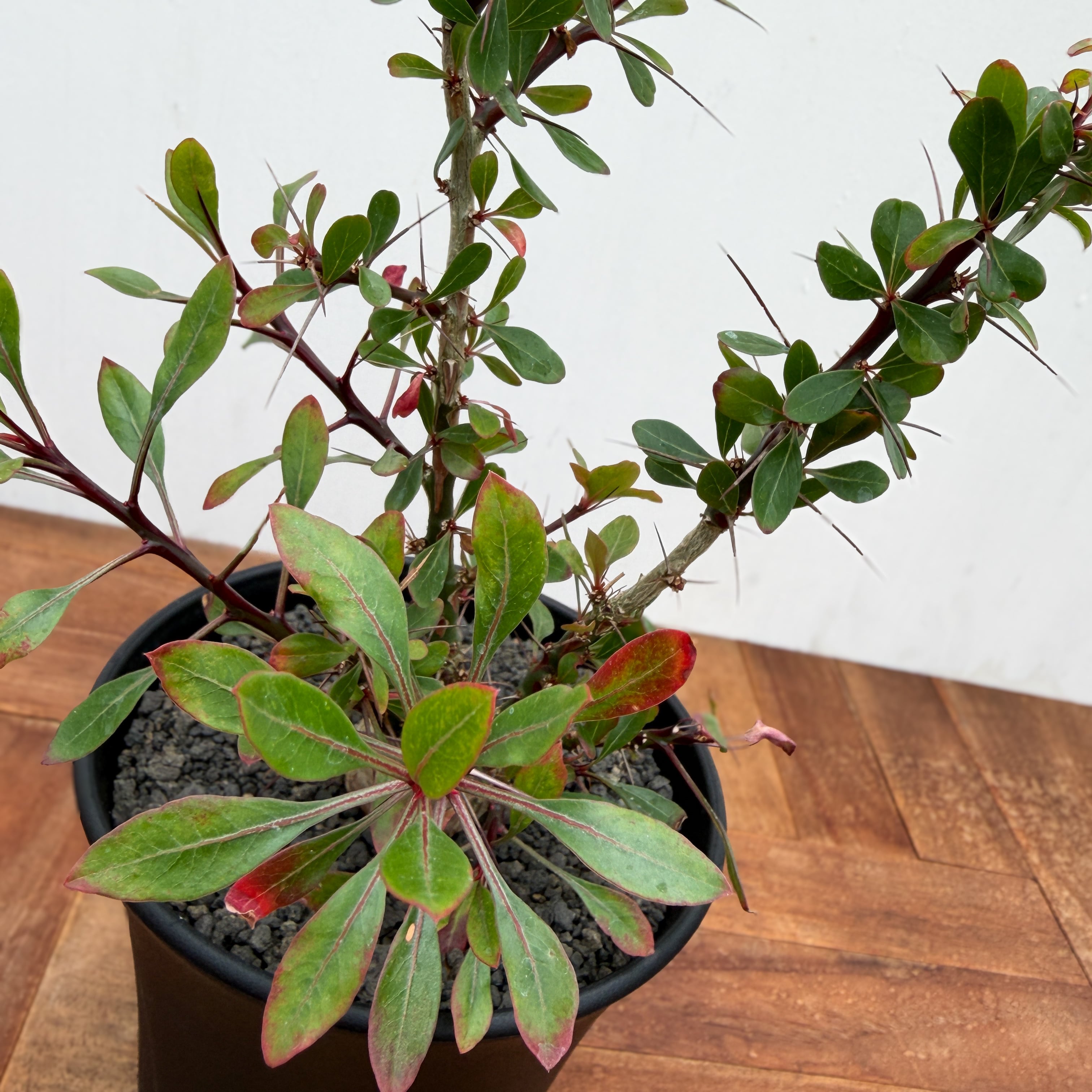 Fouquieria fasciculata【フォークイエリア・ファシクラータ・実生
