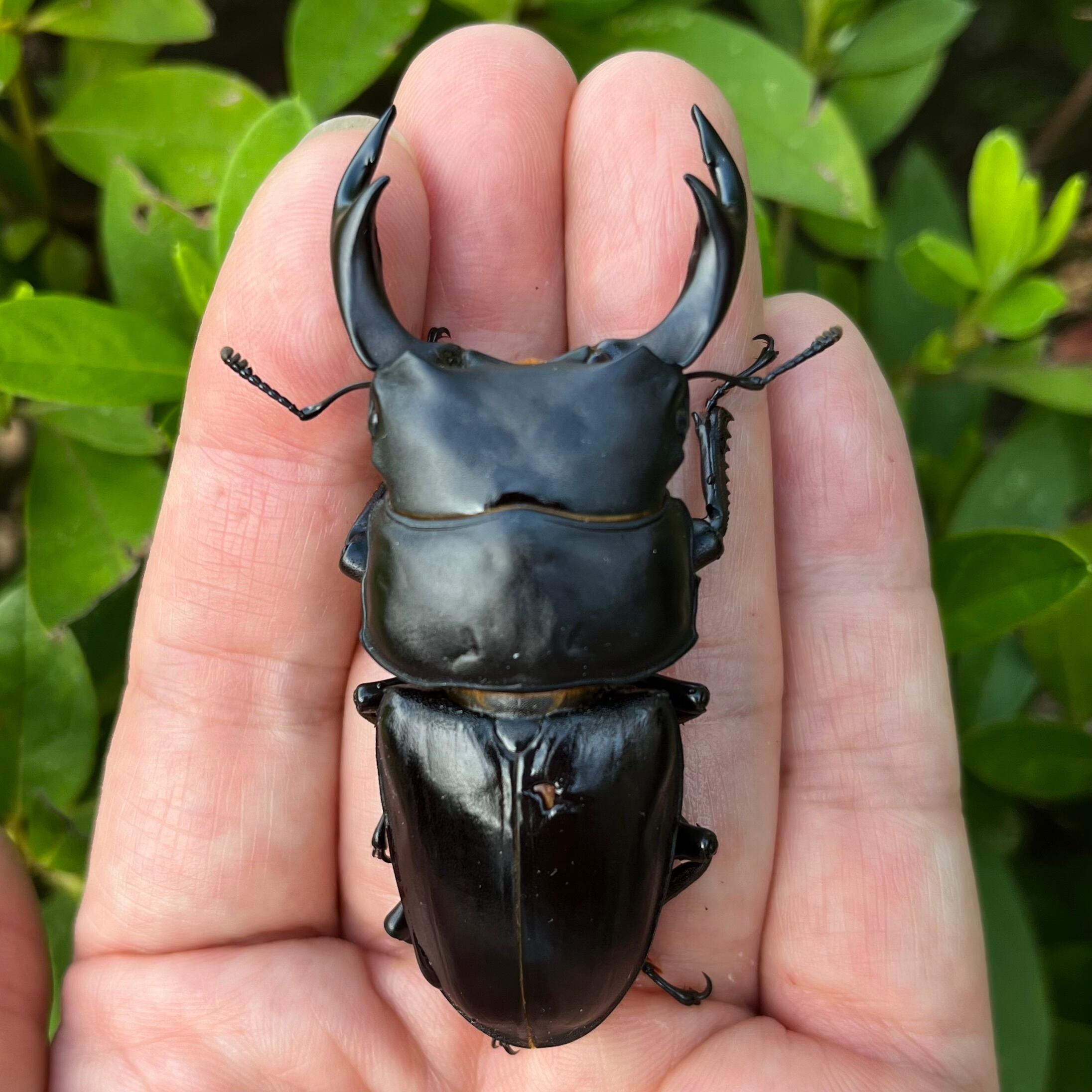 F1個体まとめて】山梨県産オオクワガタ6匹