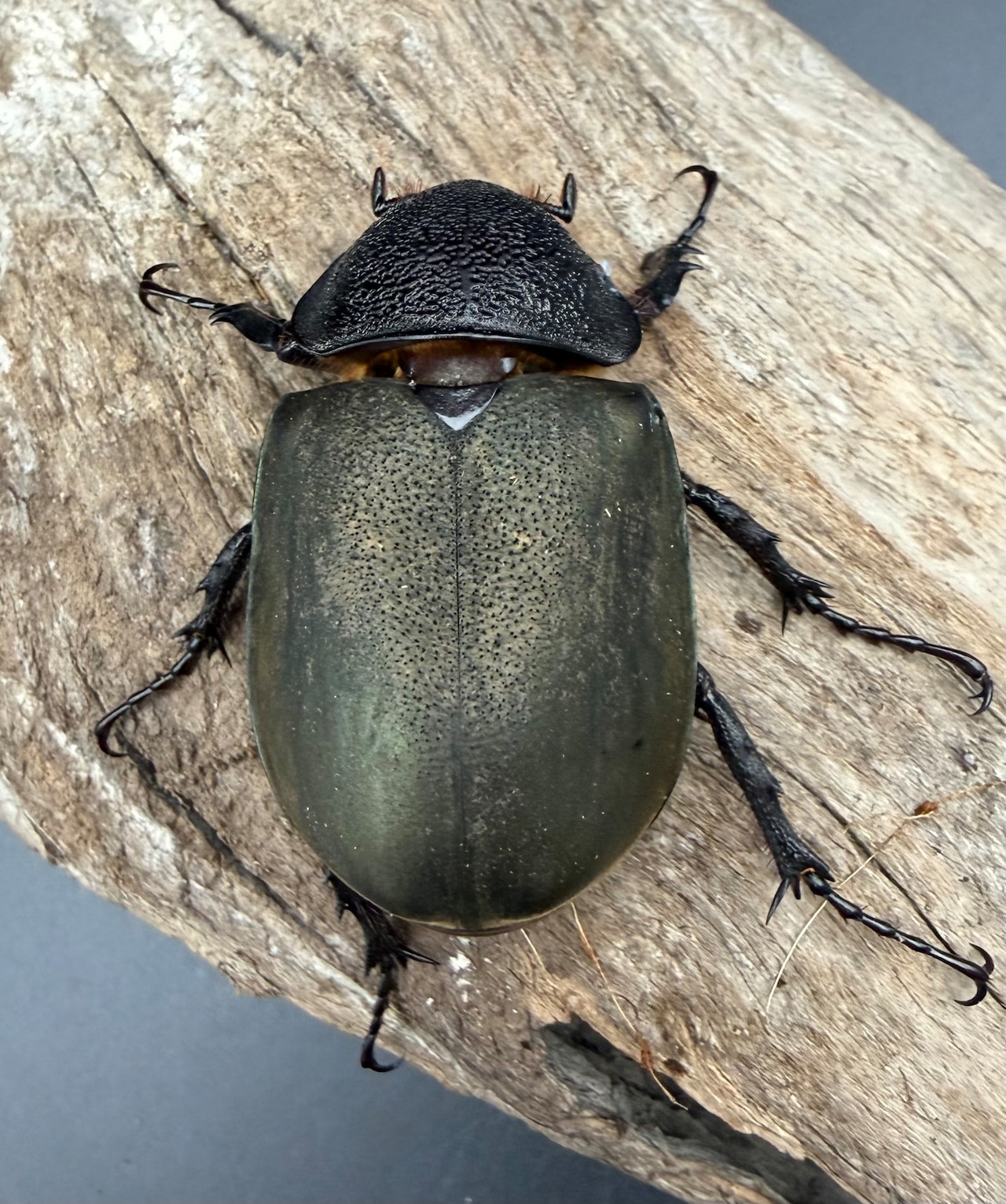 【WD】《ミンダナオアトラスオオカブト マラグサン産 92mm ペア》