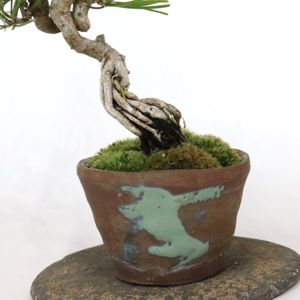 黒松　根上り　盆栽 根上がりの黒松盆栽の盆栽を販売｜入門は盆栽妙 – 盆栽妙 本店