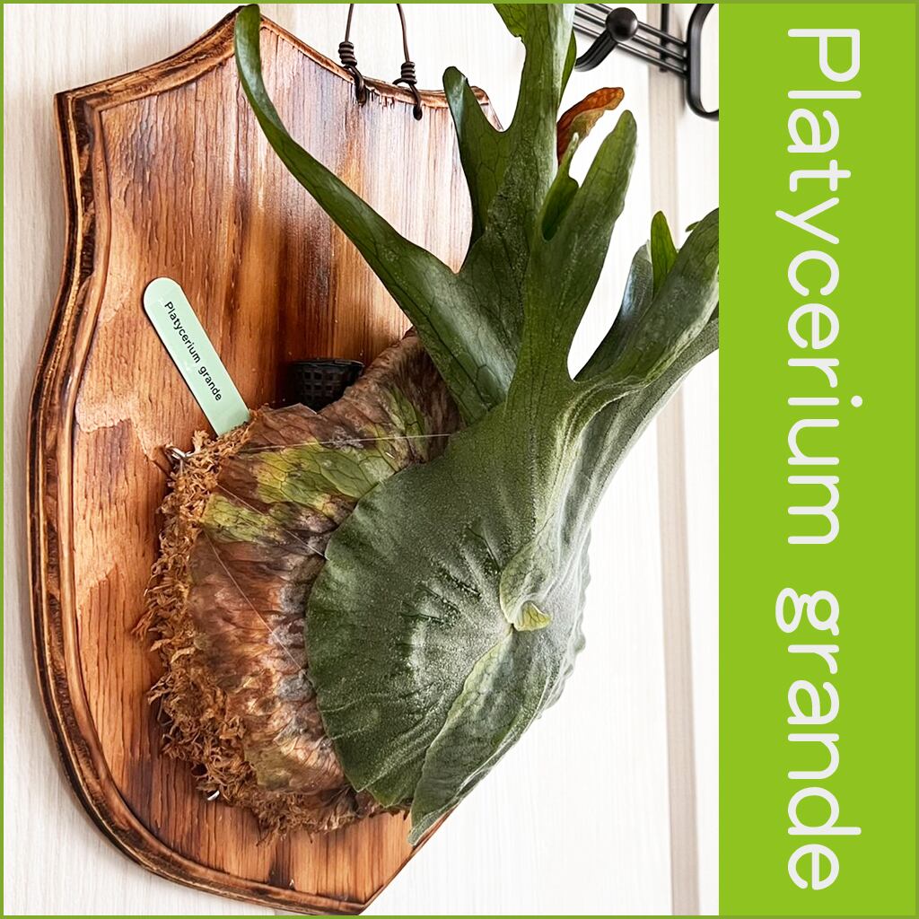 ビカクシダ グランデ 板付 【観葉植物 壁掛け コウモリラン