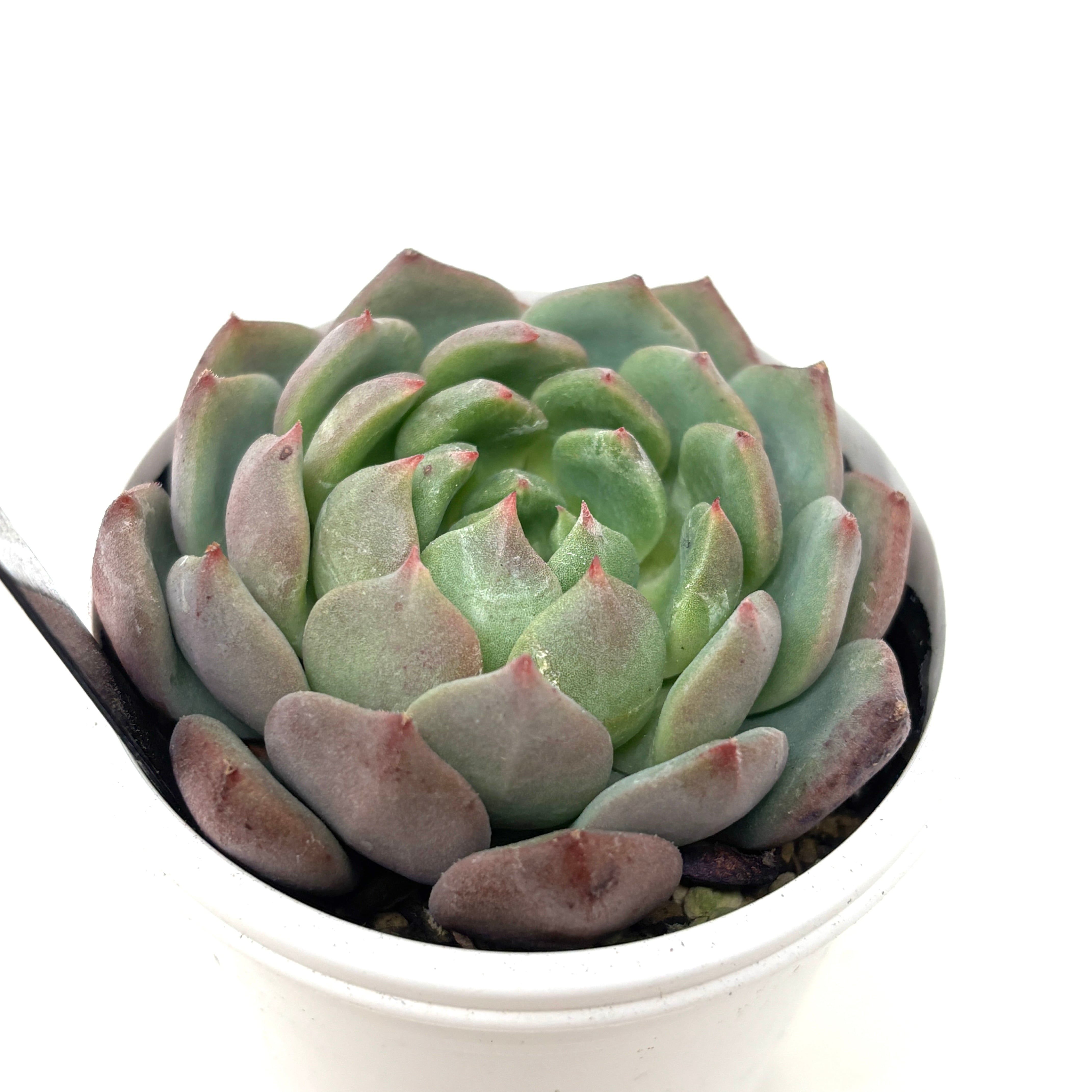 多肉植物ラウリンゼ×グロボーサ 多肉植物ラウリンゼ×グロボーサ