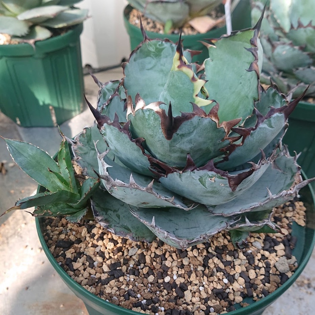no.11 アガベ チタノタ ブラックアンドブルー Agave titanota 