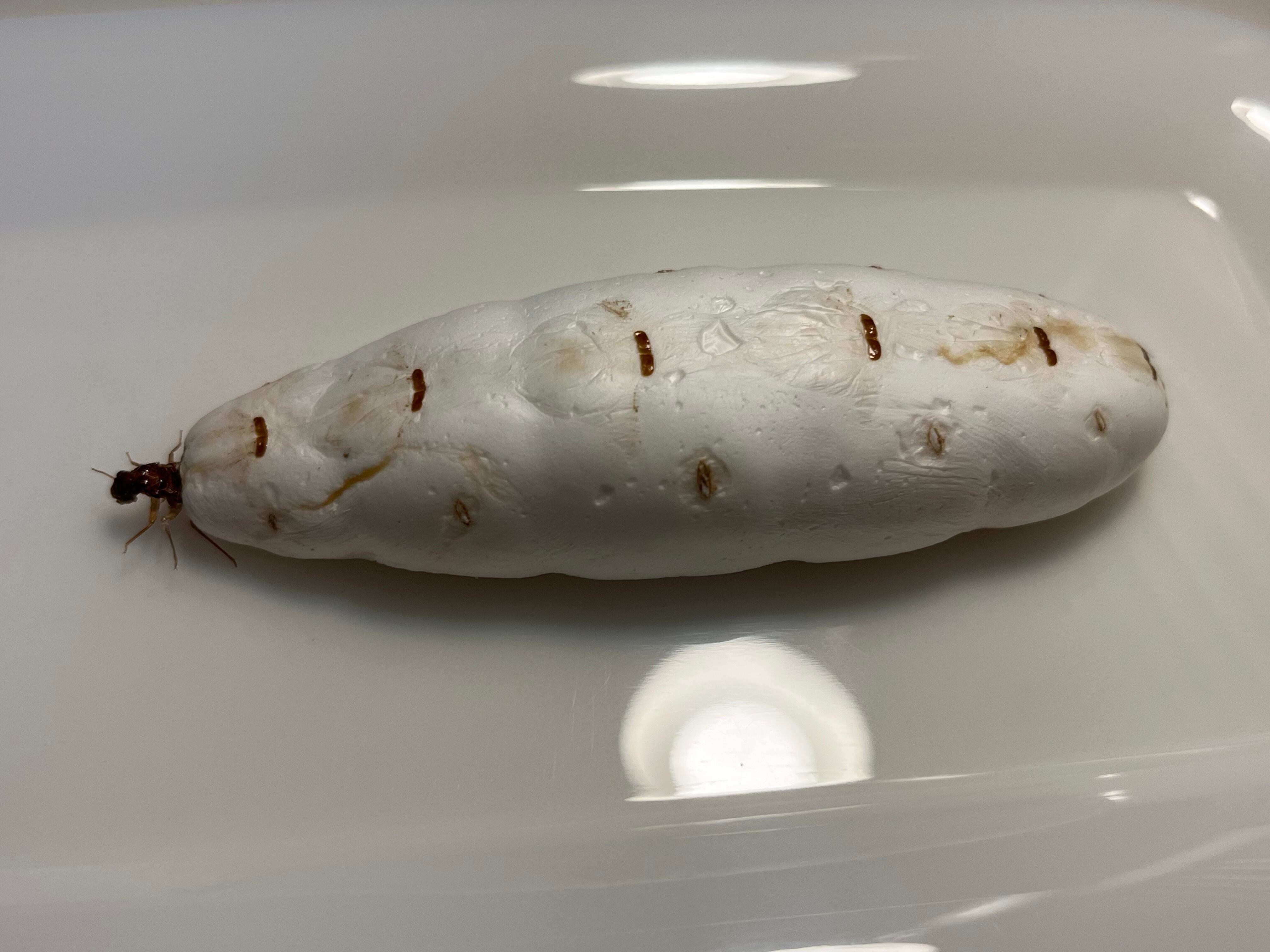 乾燥珍々】シロアリの女王標本 超巨大 液浸標本 昆虫標本 パラポネラ