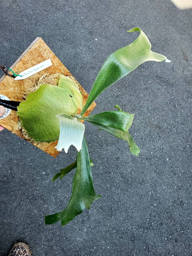 P. hillii Aor Chao spore #1【artPLANTs】ビカクシダ/Platycerium