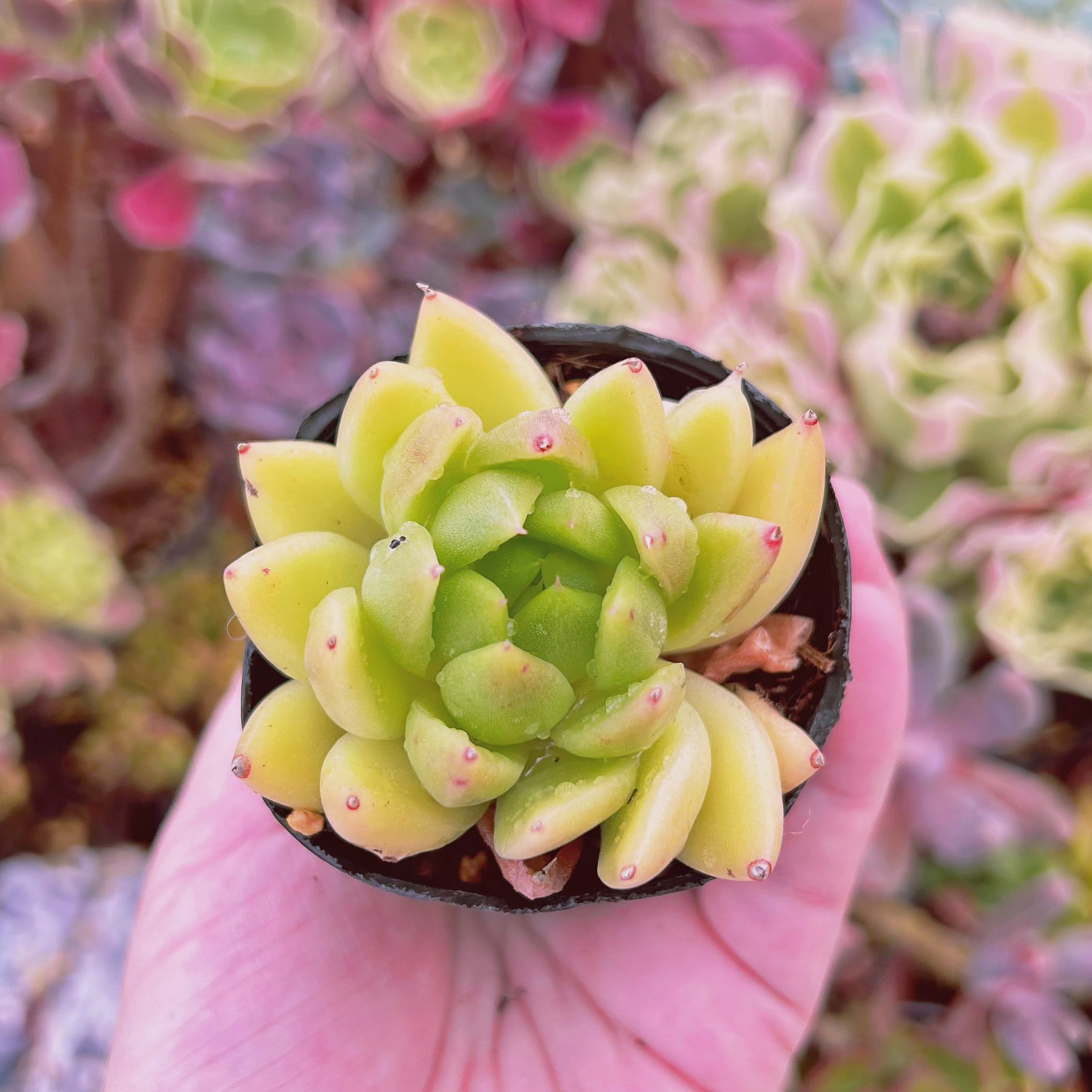 現物　多肉植物　ゴールドバニー(Echeveria agavoides sp)