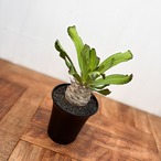 Euphorbia venenifica【ユーフォルビア・ベネニフィカ】