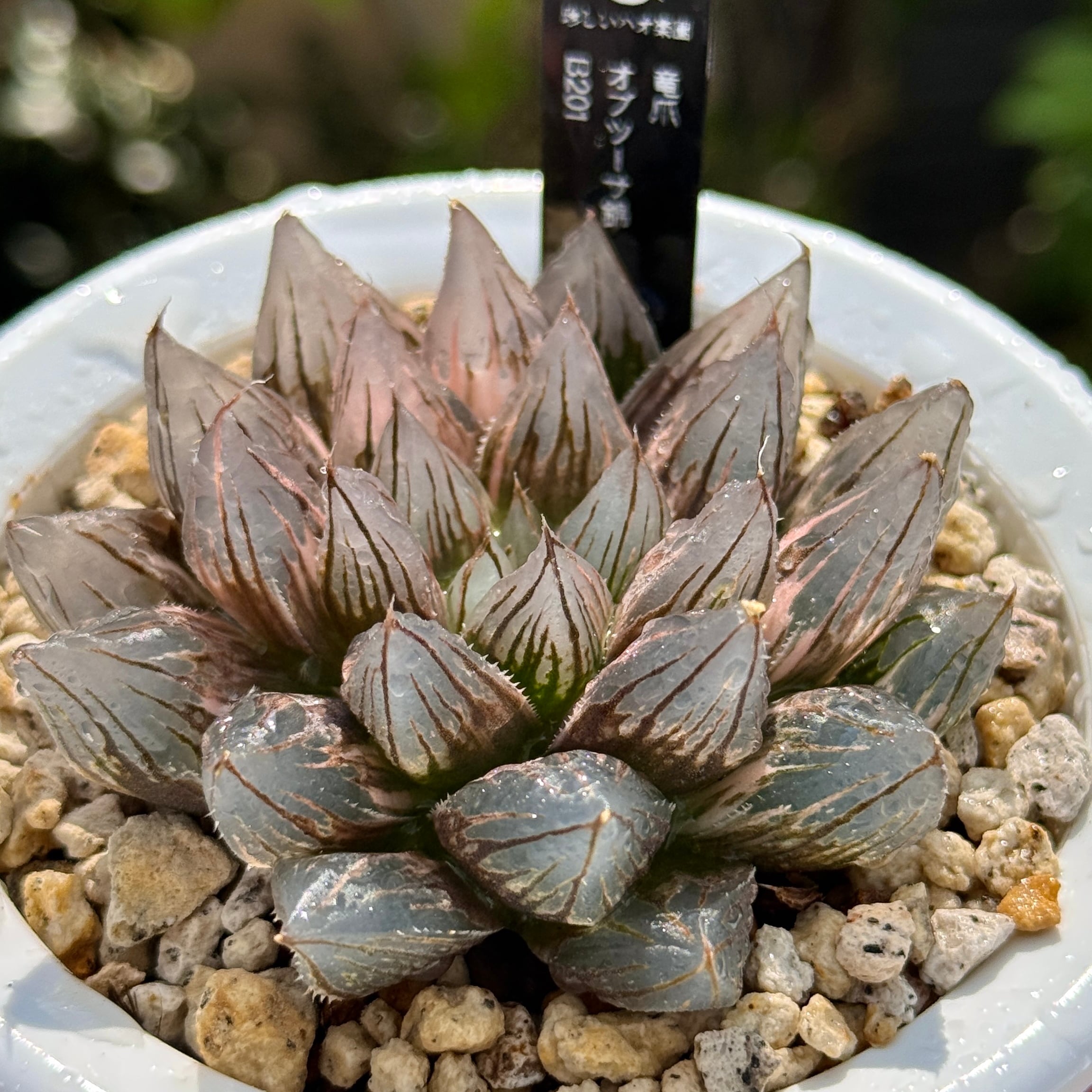 花菱万象錦 B110 | 珍しいハオ楽園