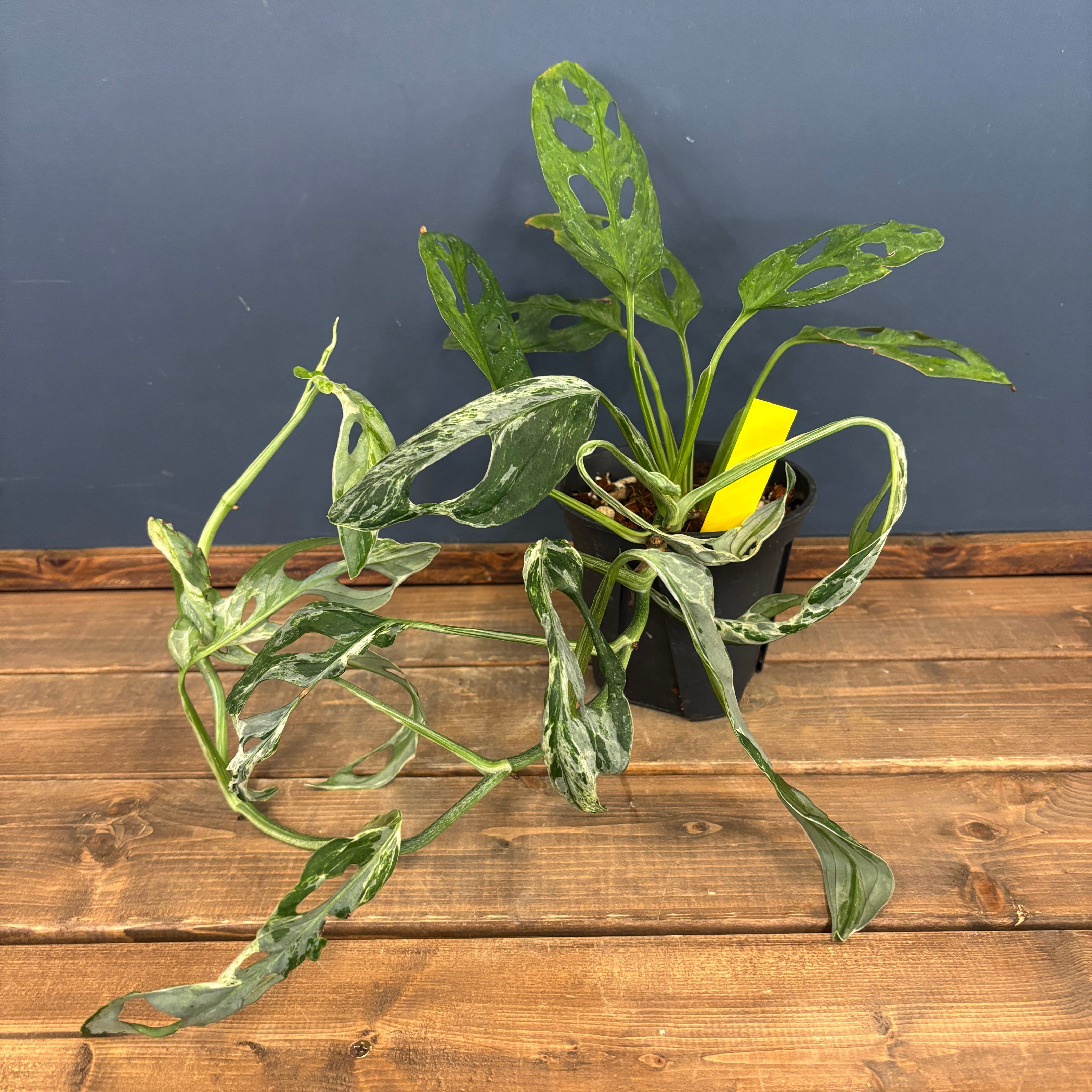 モンステラ アダンソニー ミント斑【158】 | PROTOLEAF プロトリーフ