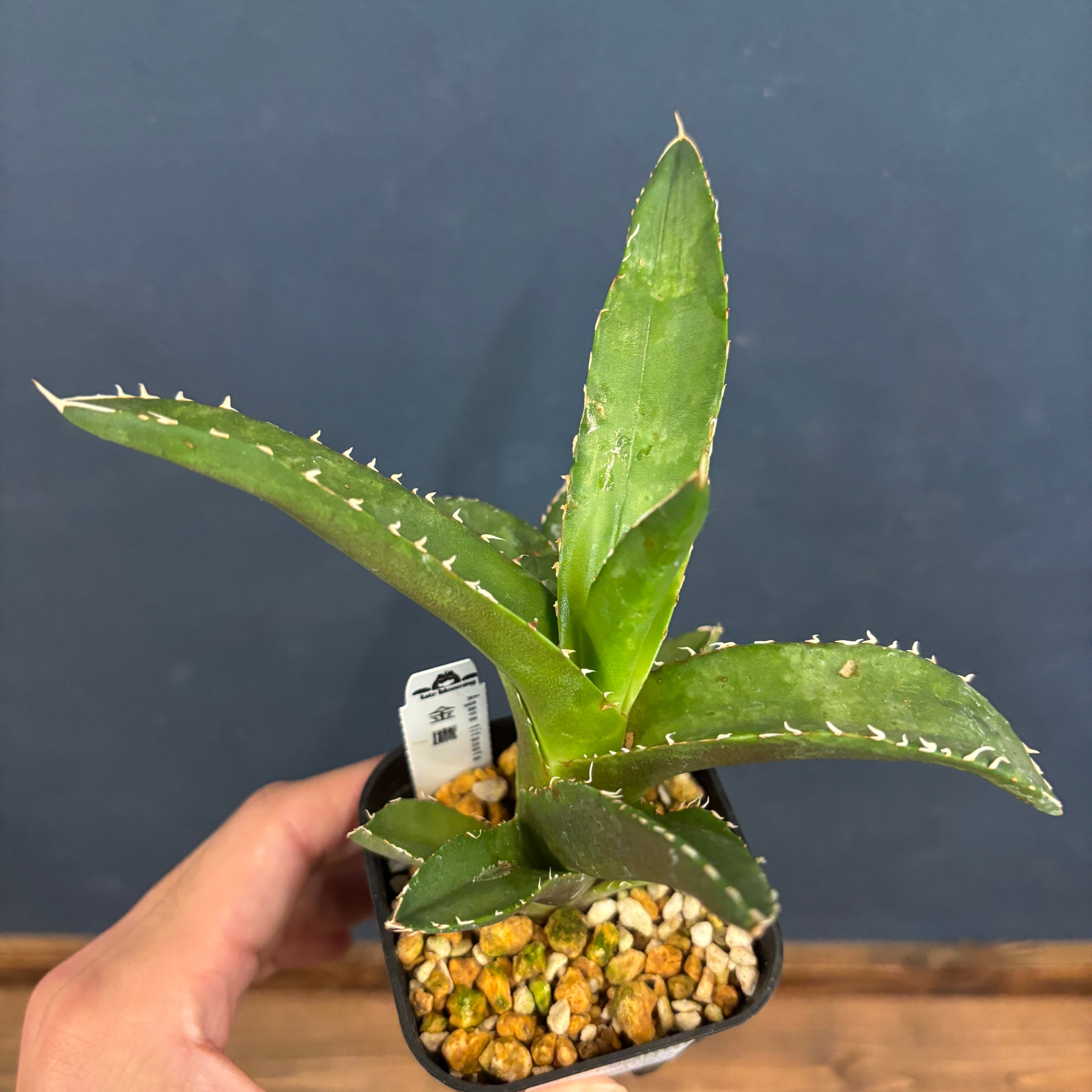 アガベ　チタノタ　金鷹 アガベ チタノタ 金鷹【50】 | PROTOLEAF プロトリーフ