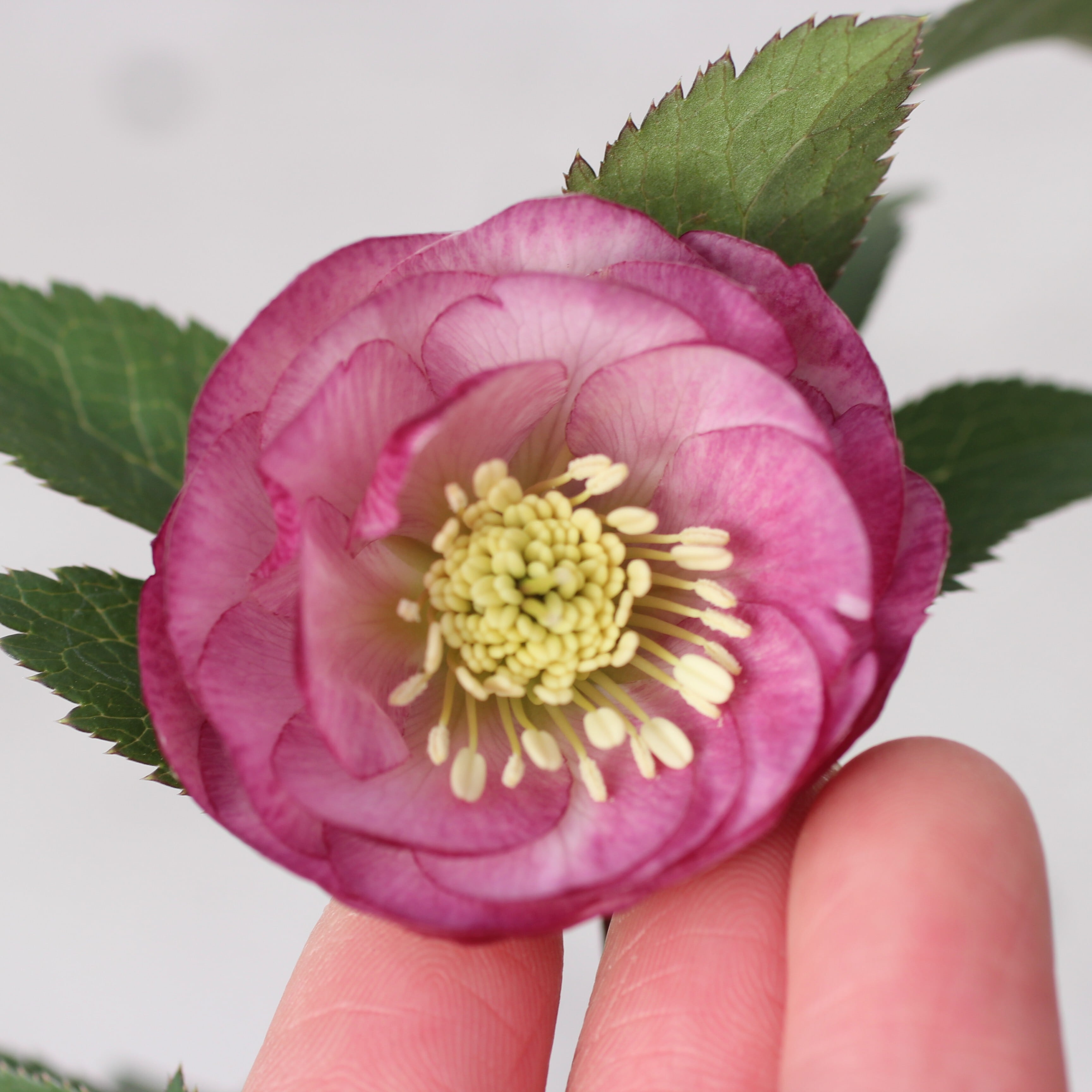 WS26-002 クリスマスローズ ウィンターシンフォニー ピンク