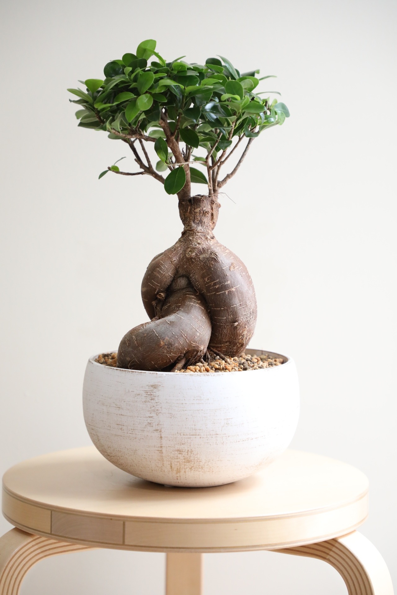 【M】ガジュマル/Ficus microcarpa　※陶器鉢付き