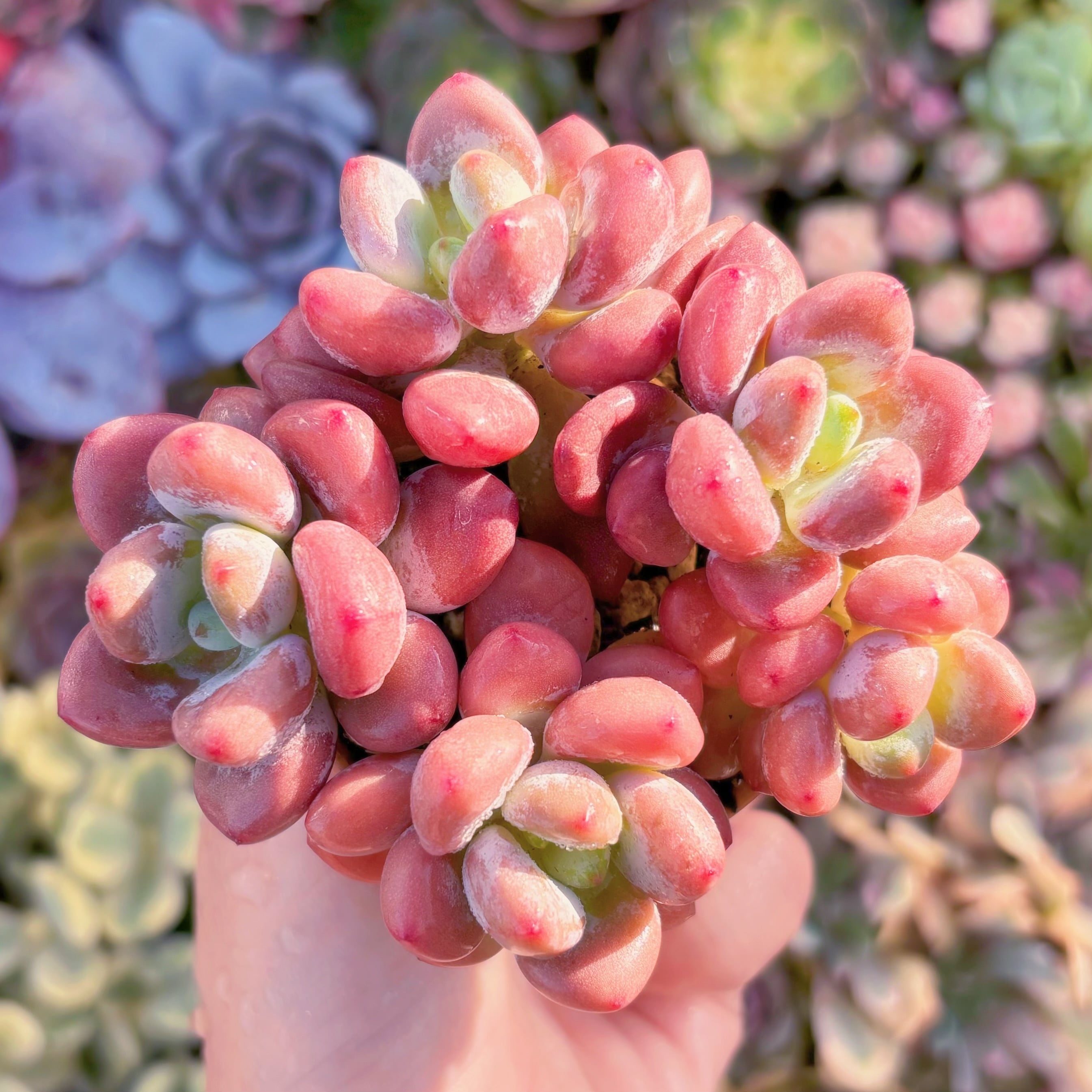 多肉植物　マカロン(赤)　群生　在庫僅少　新入荷　るる農園