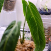 アンスリウム ワロクアーナム / Anthurium Warocqueanum⑬ / 観葉植物<育て方・花言葉>