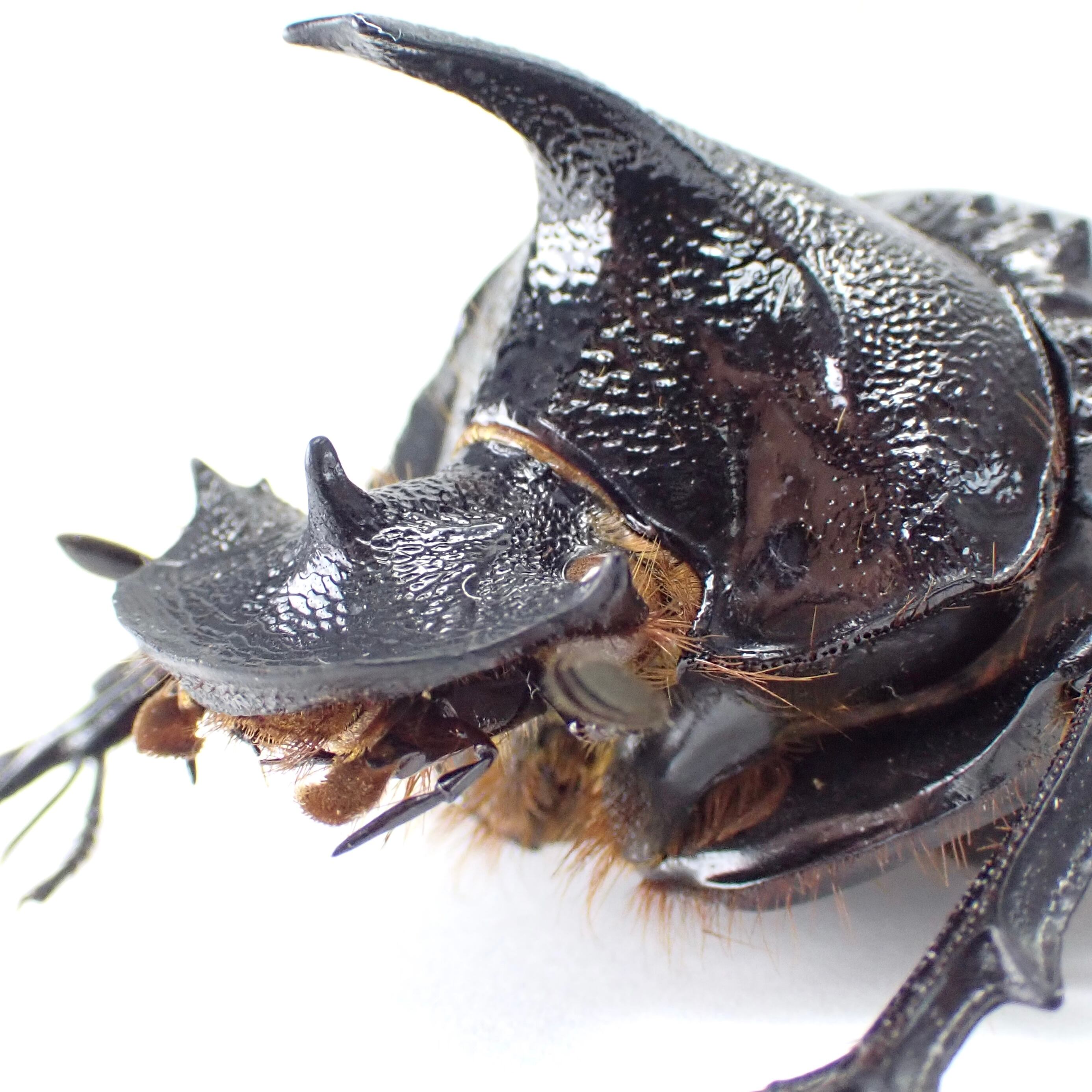 タンザニア産 Heliocopris felschei ♂ 46mm | 昆虫標本 Diggers & Rollers