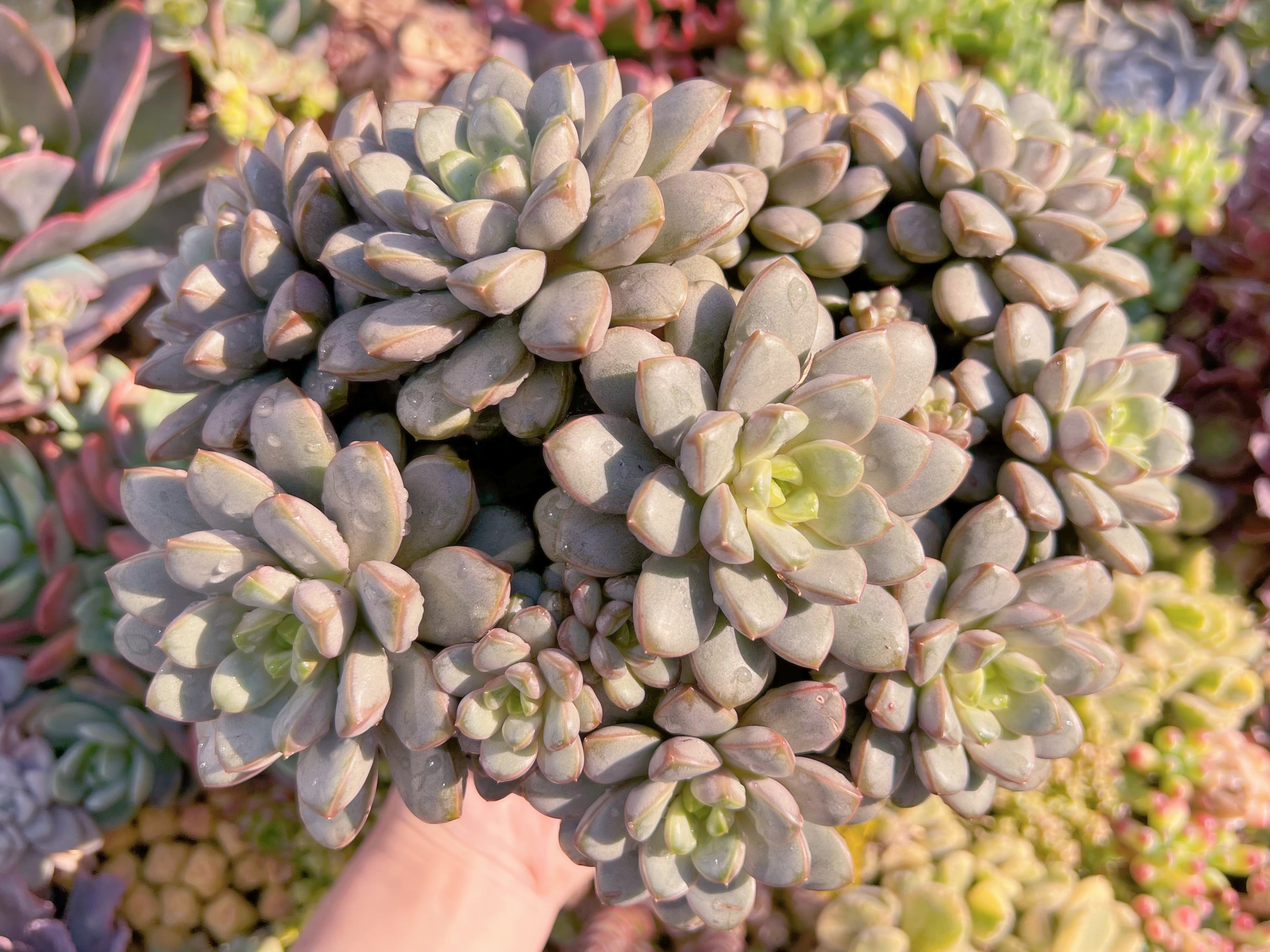 現品　ブドウ#258　特特大群生　新入荷　るる農園