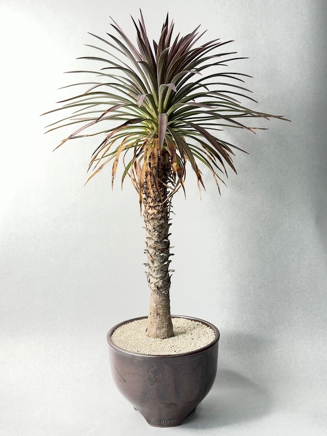 ユッカ・ディスメティアーナ