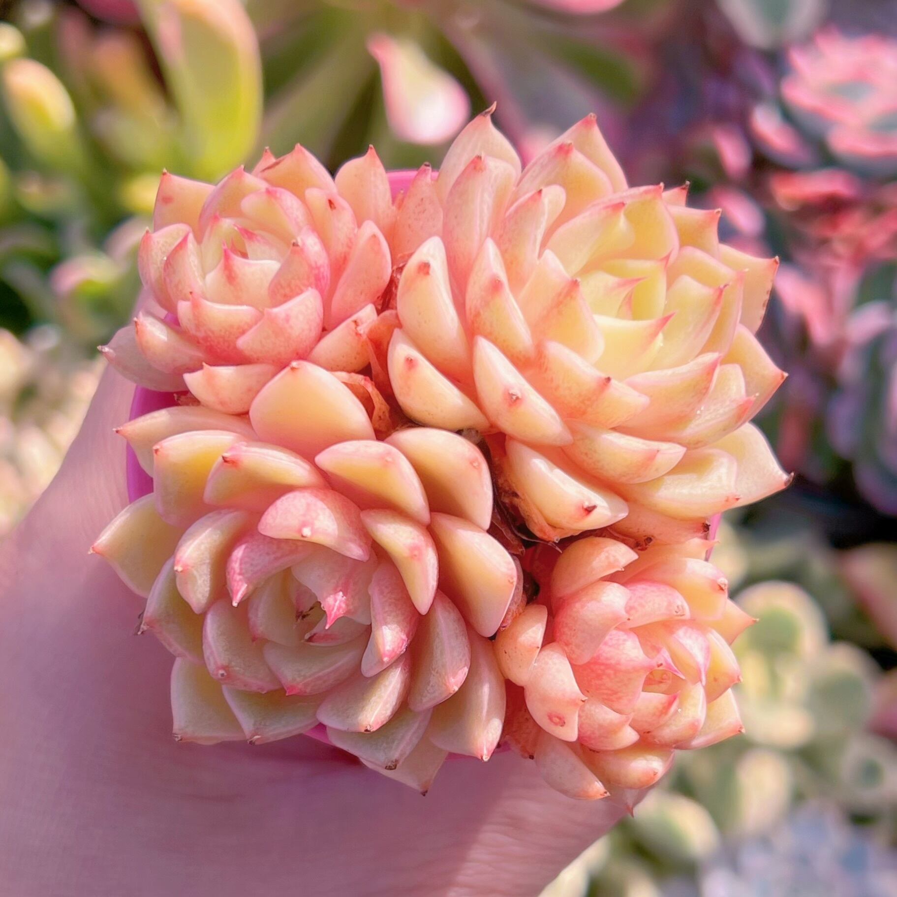 多肉植物　ベンバディス　新入荷　るる農園