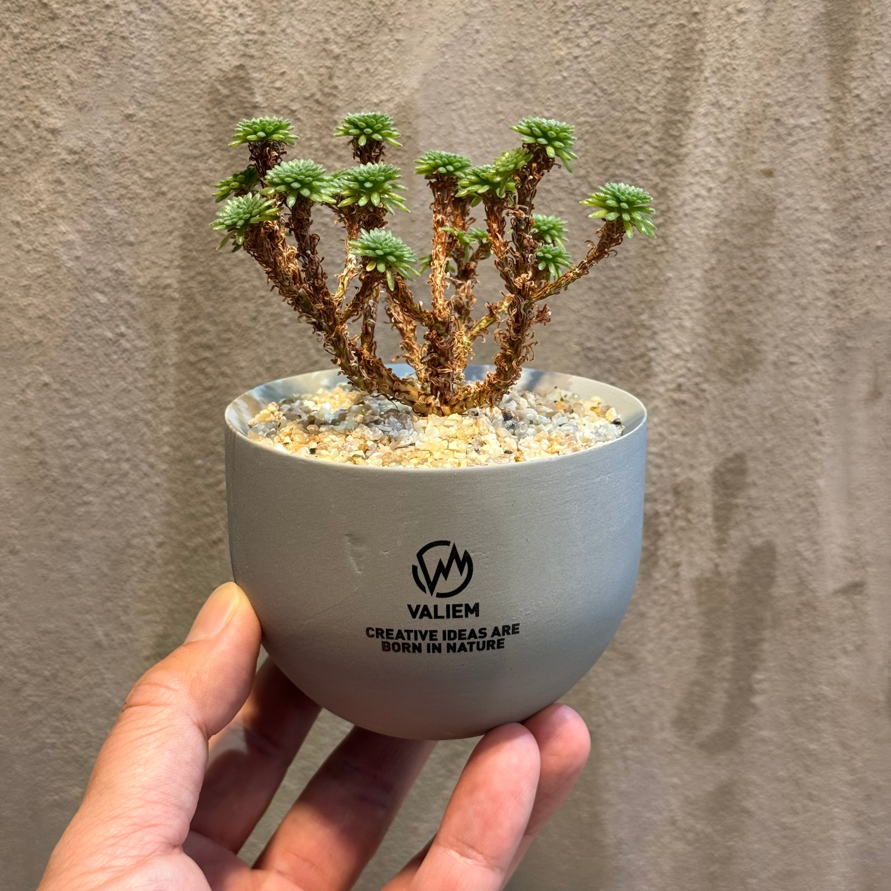 植物×作家鉢 【植え込み済み】 | A-PLANTS