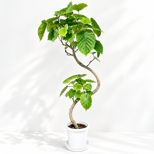 フィカス ウンベラータ 曲がり 8号鉢 150cm 観葉植物 calm cafe