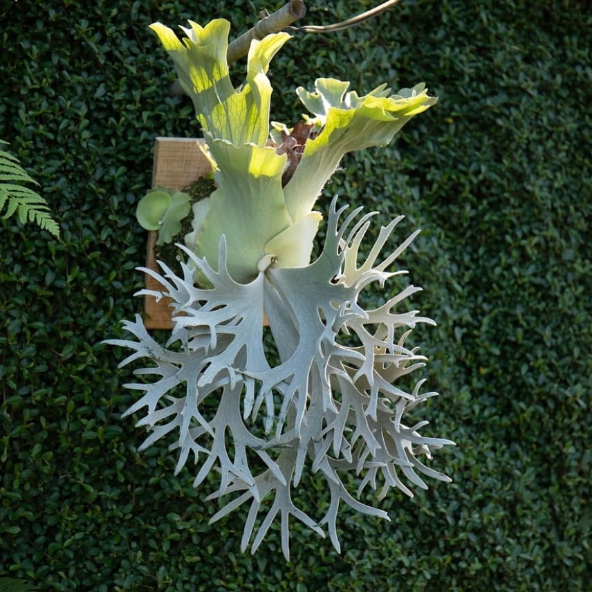 ビカクシダ P.bif sp white #01 P.bif sp white #01 | naturefix