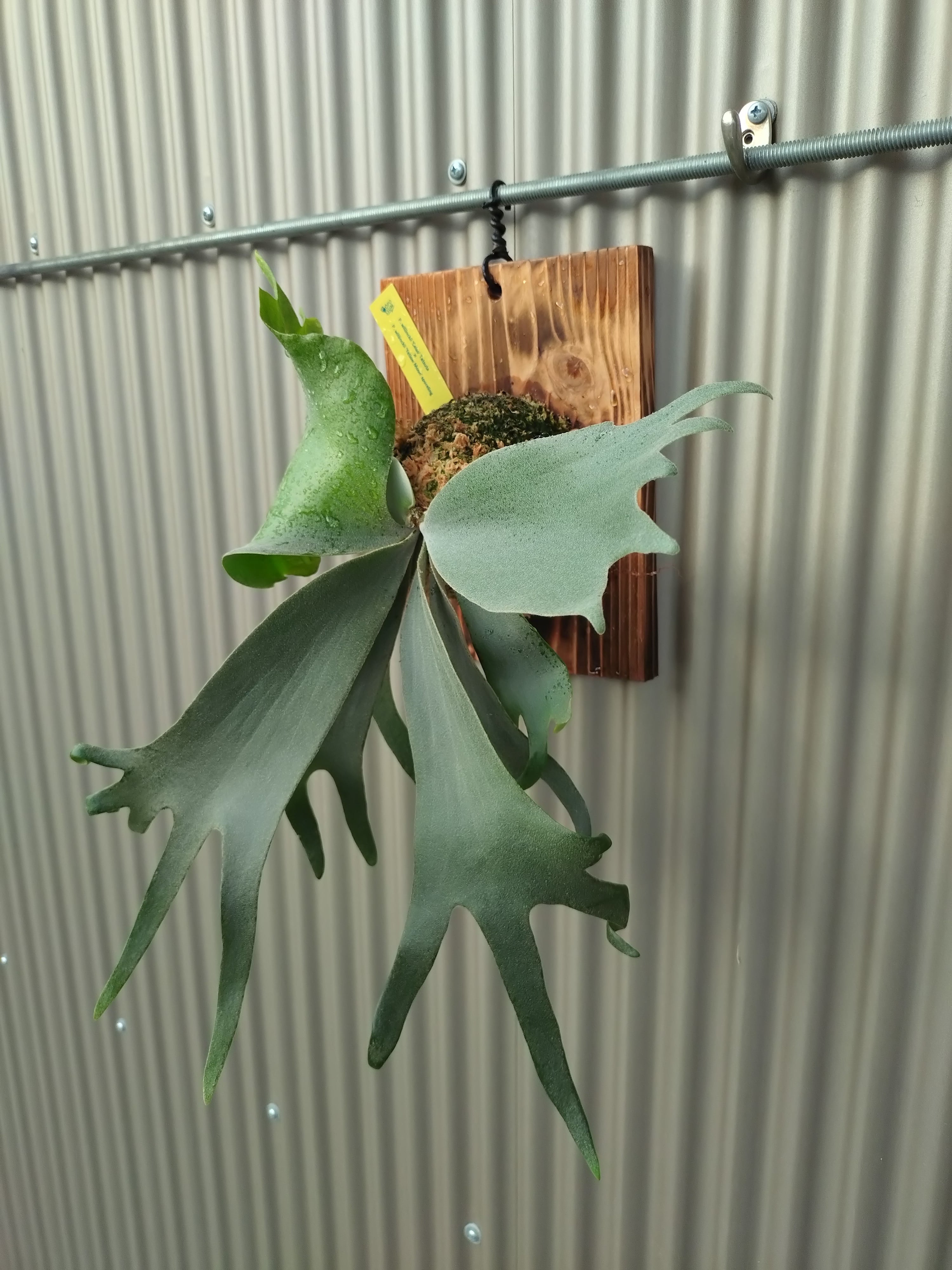 P.willinckii YMDS（Mr.Yot） イエロームーンドワーフ① M P