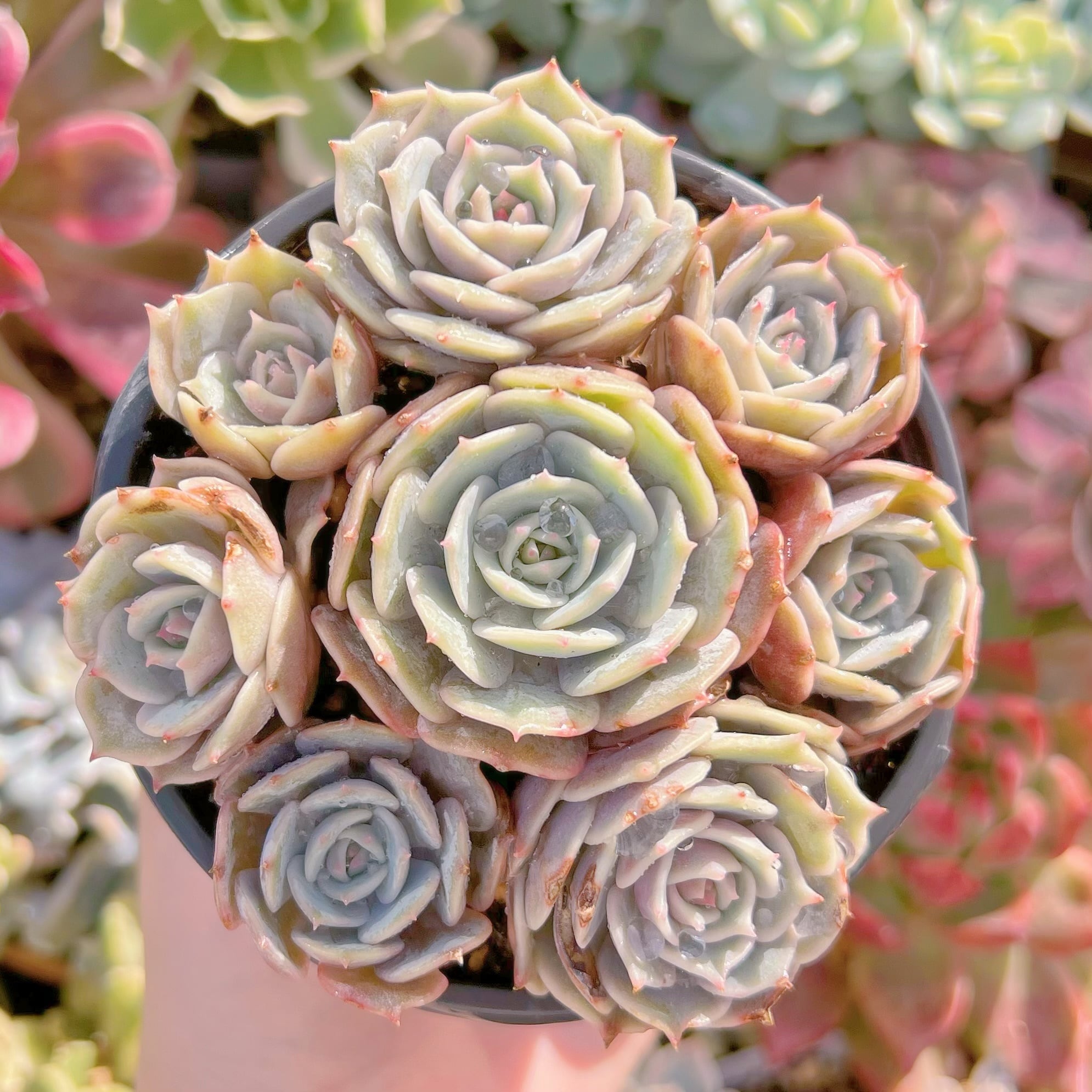 現品　ローラ#1125　新入荷　るる農園