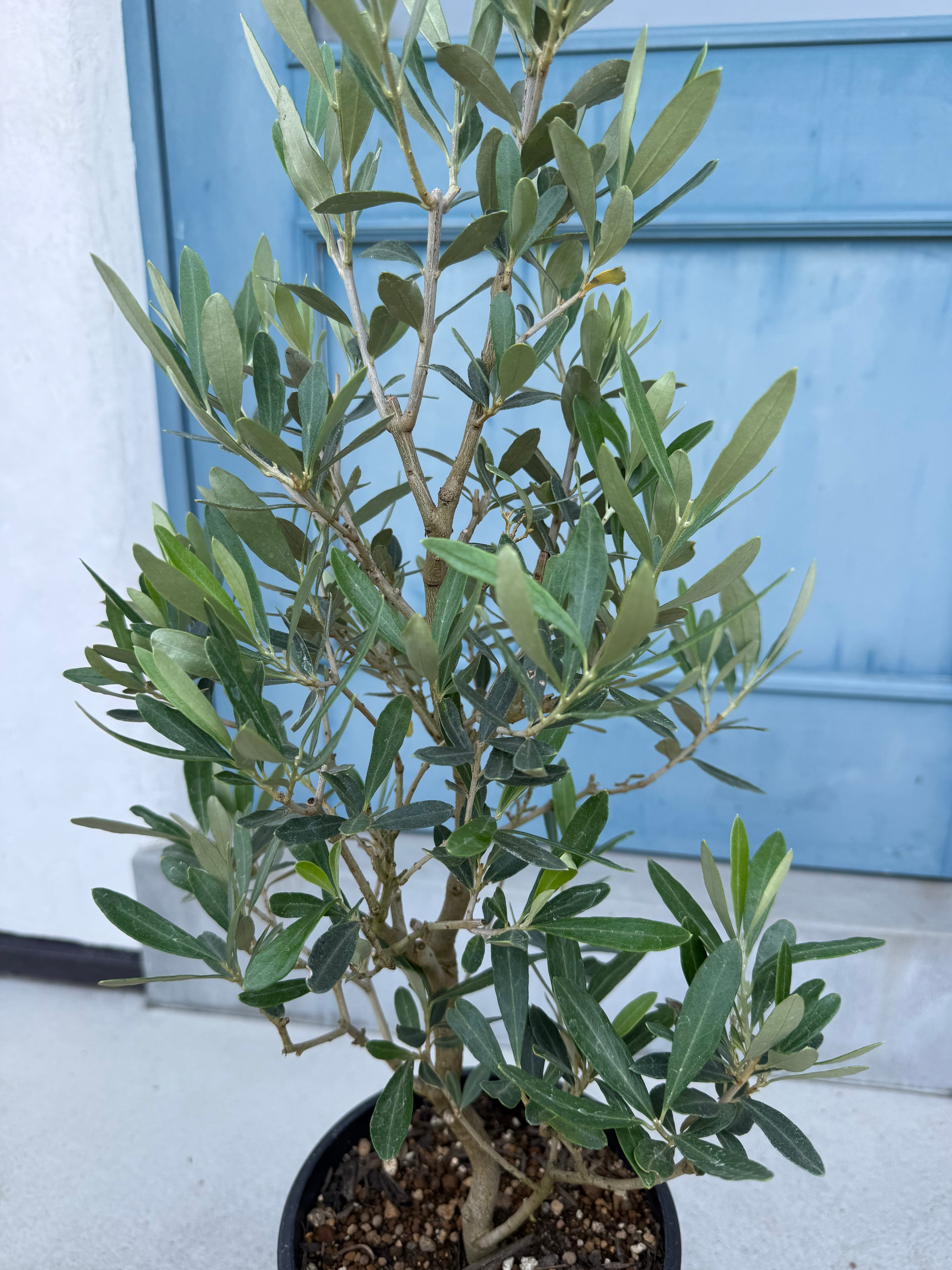 鉢植えオリーブの木(6号)黒プラ鉢 | ALETTE OLIVE