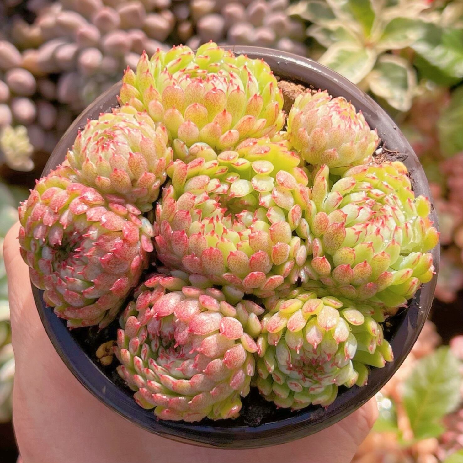 現品　グロブローサ#315   るる農園