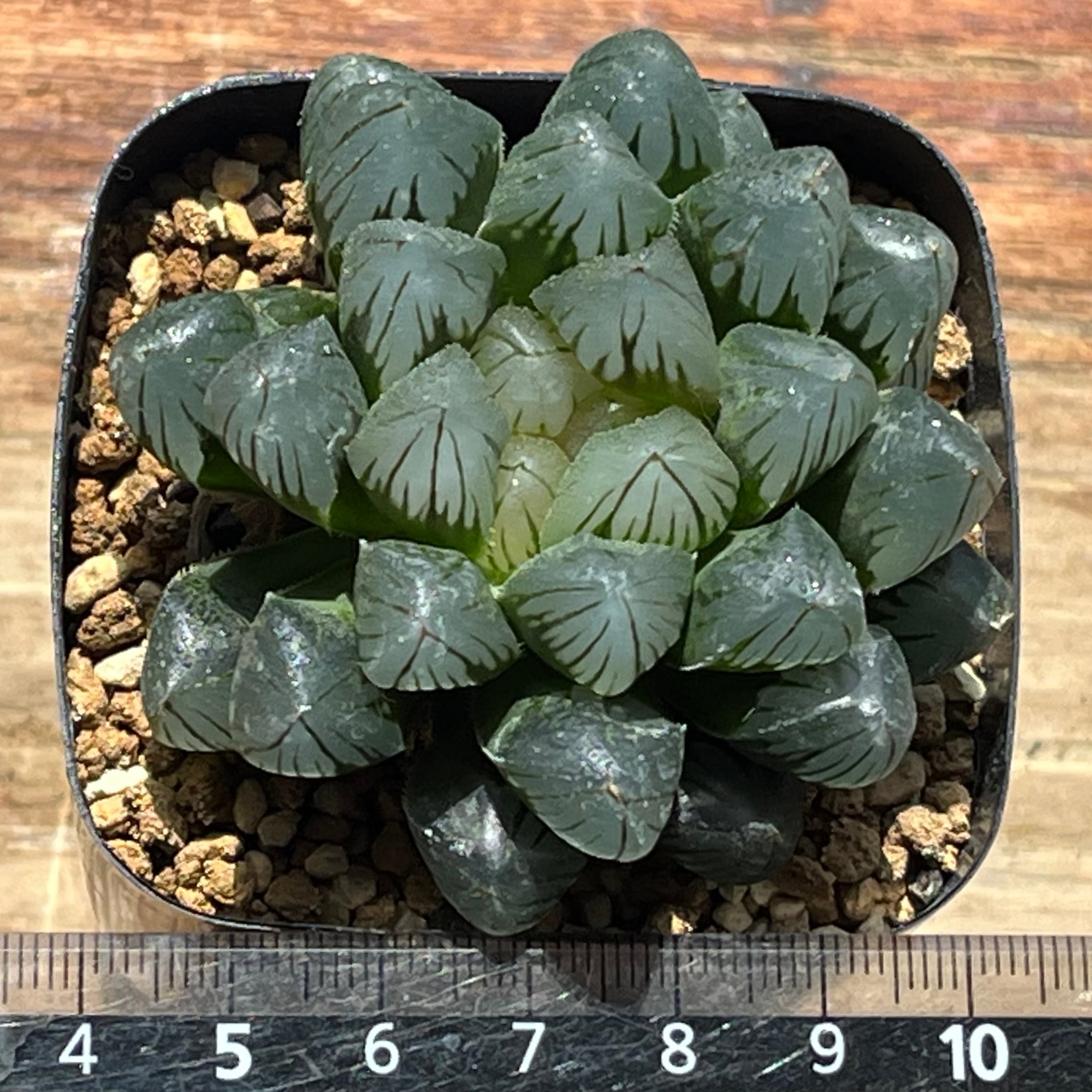 ハオルチア ブラック水晶オブツーサ④ | mocono_plants