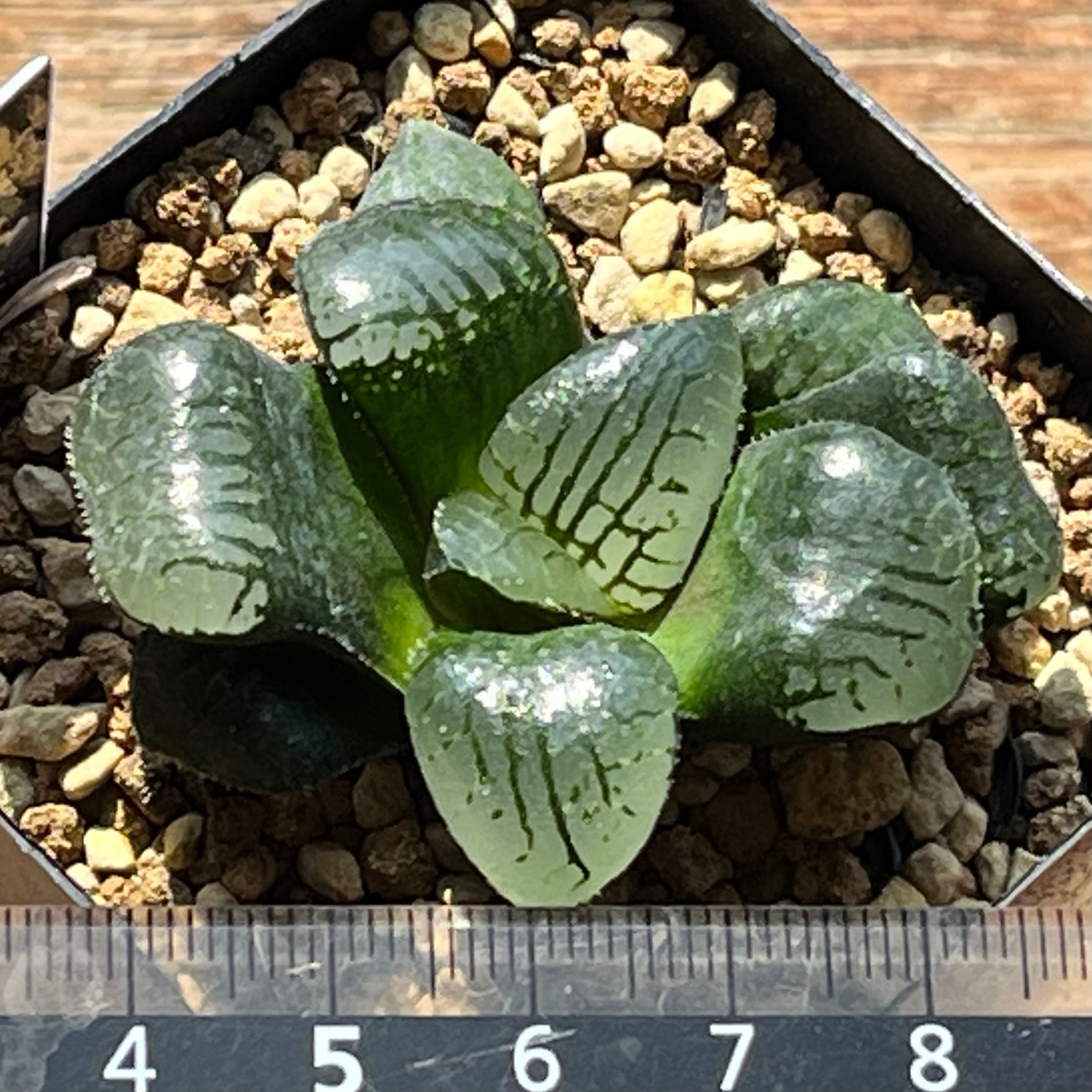 ハオルチア 水魔神 | mocono_plants