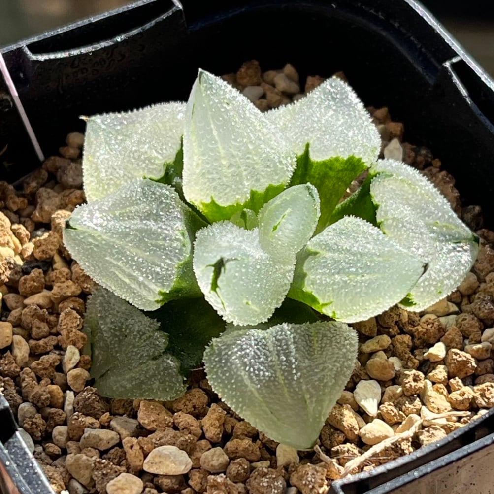 ハオルチア スターズ フェアリー ハオルチア スターズフェアリー | mocono_plants