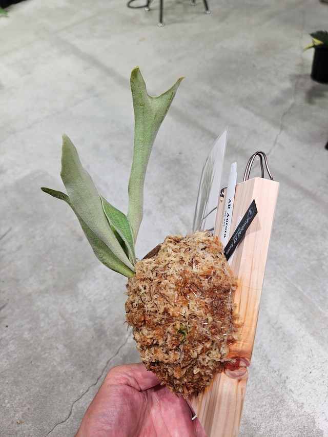 P.veitchii Aurora 【artPLANTs/PLANTSGARAGE 】ビカクシダ#Platycerium