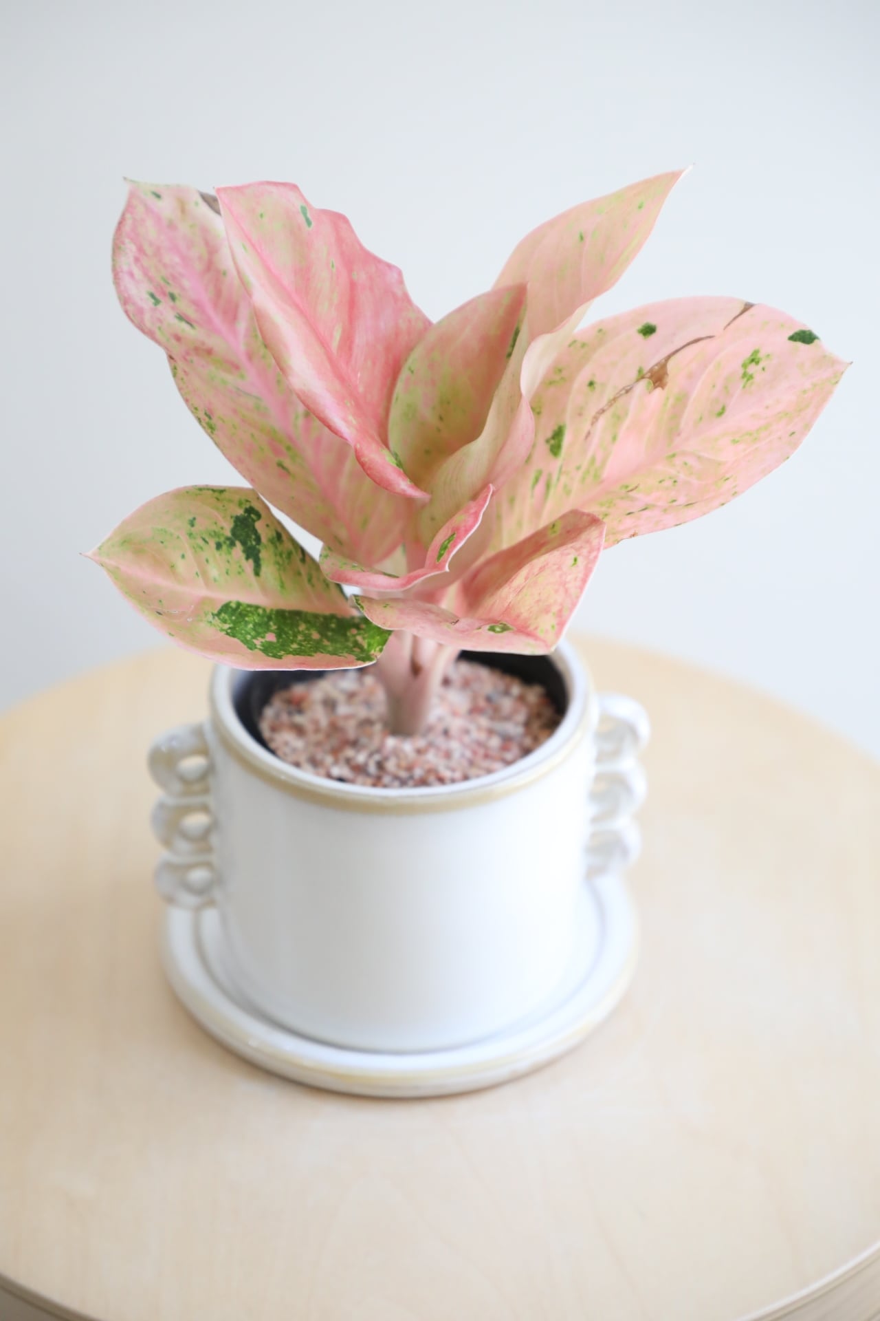S】アグラオネマ ピンクイメリタスローズ/Aglaonema | 【厳選植物・器