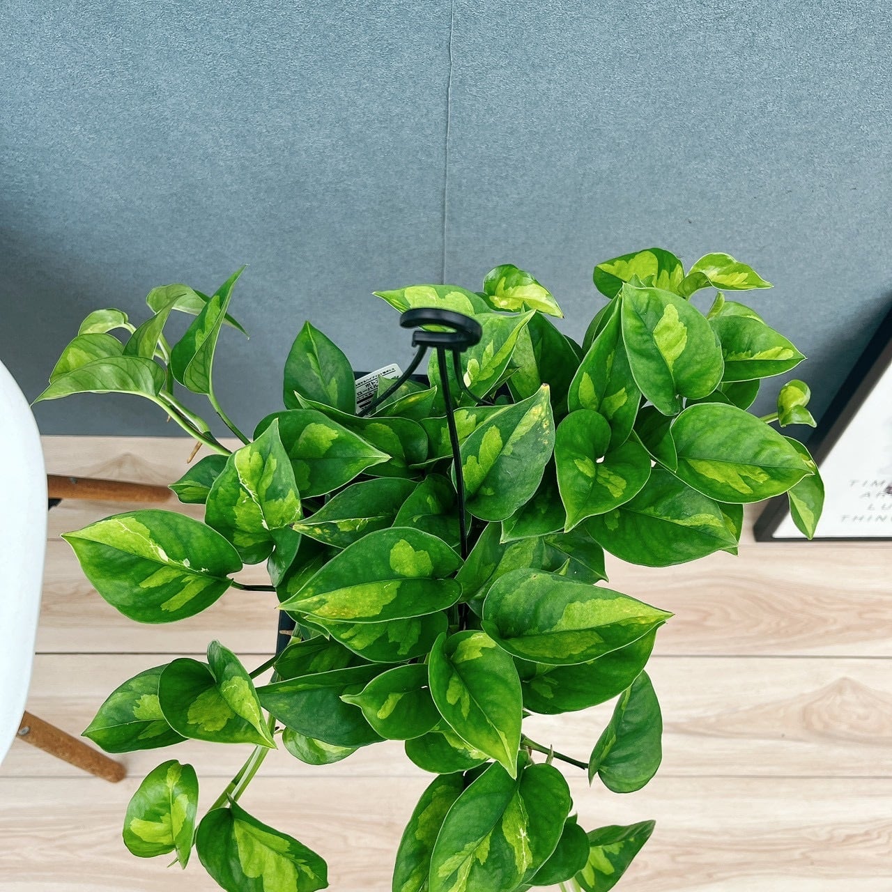 現品］【新品種】3番 ポトス グローバルグリーン 5号 観葉植物 斑入り