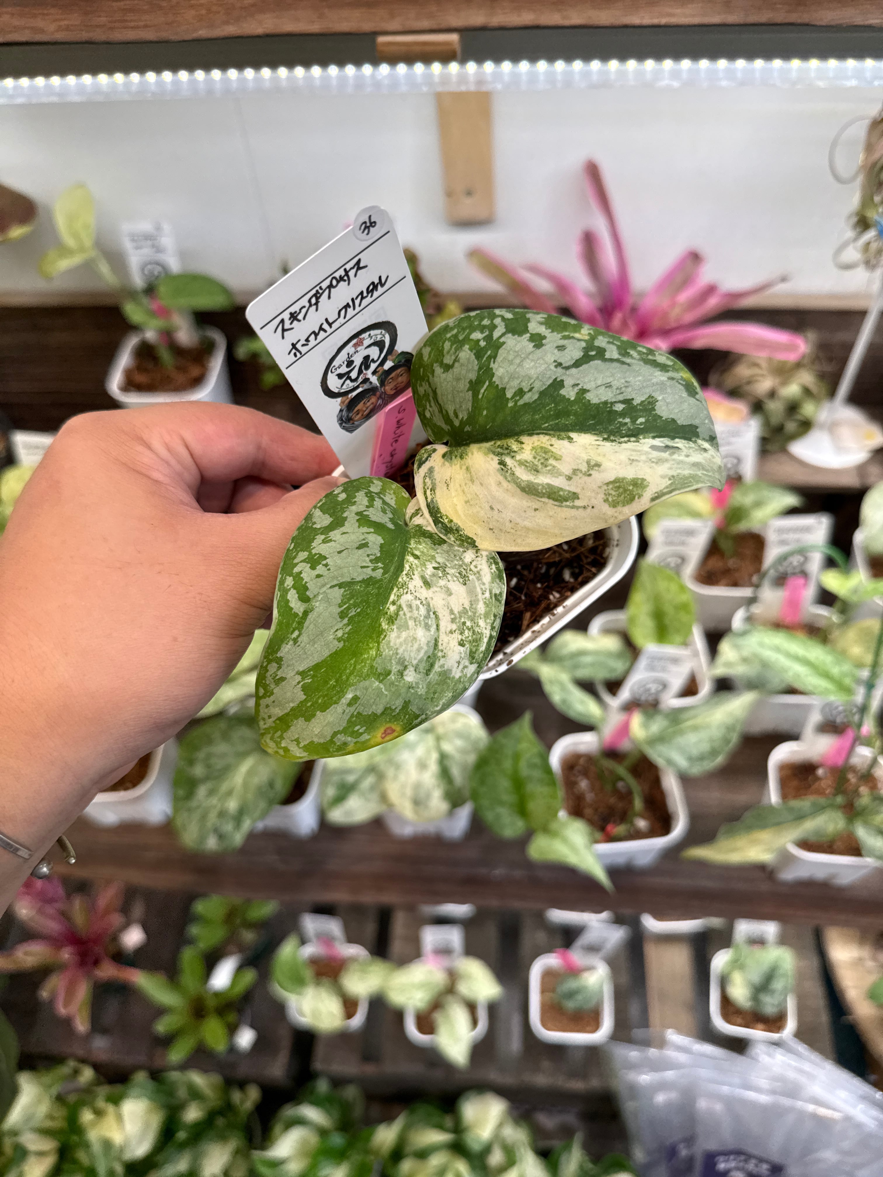 36. スキンダプサス ホワイトクリスタル | Gardenえん 【観葉熱帯植物】