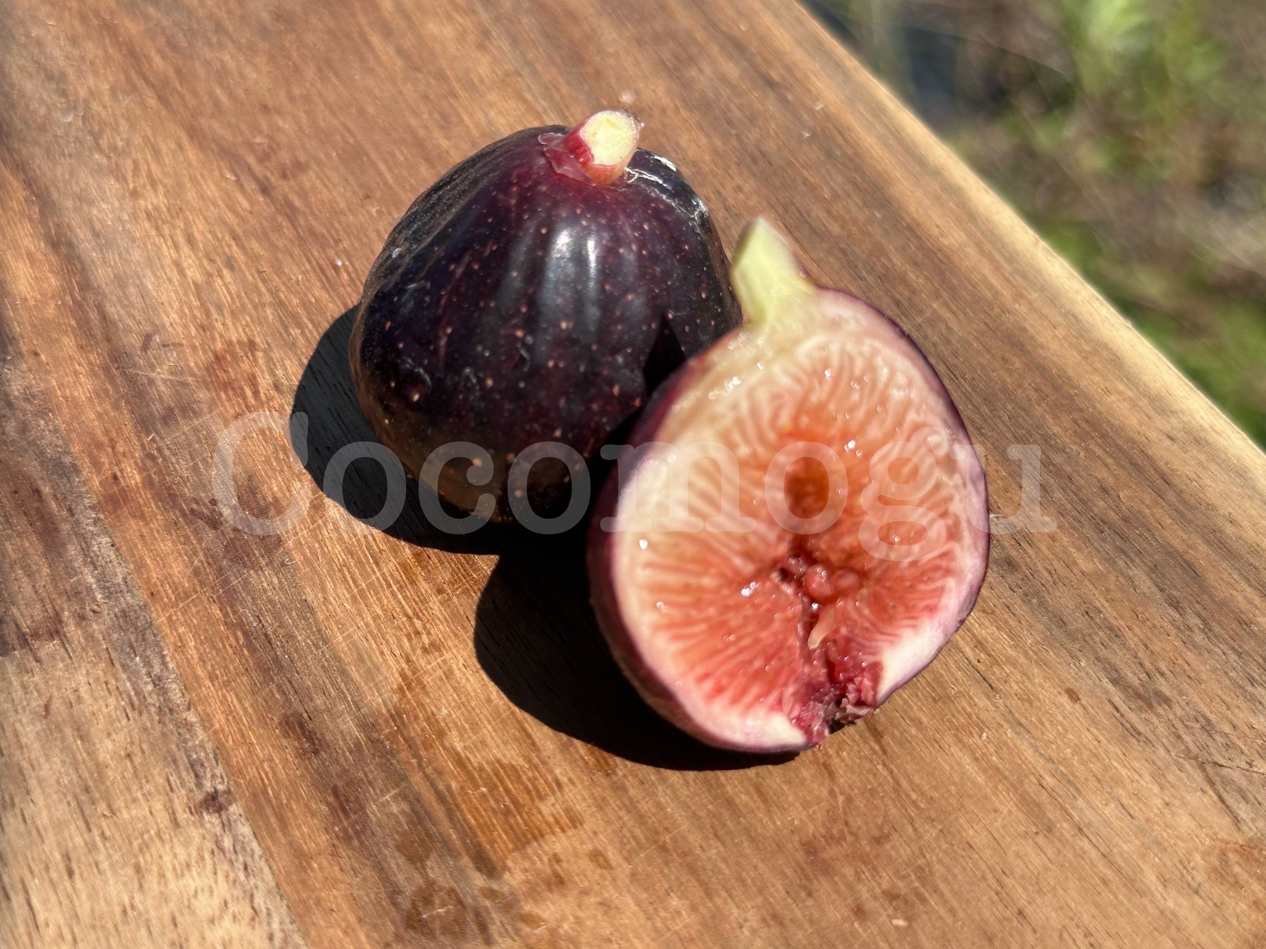 ここもぐフルーツファーム