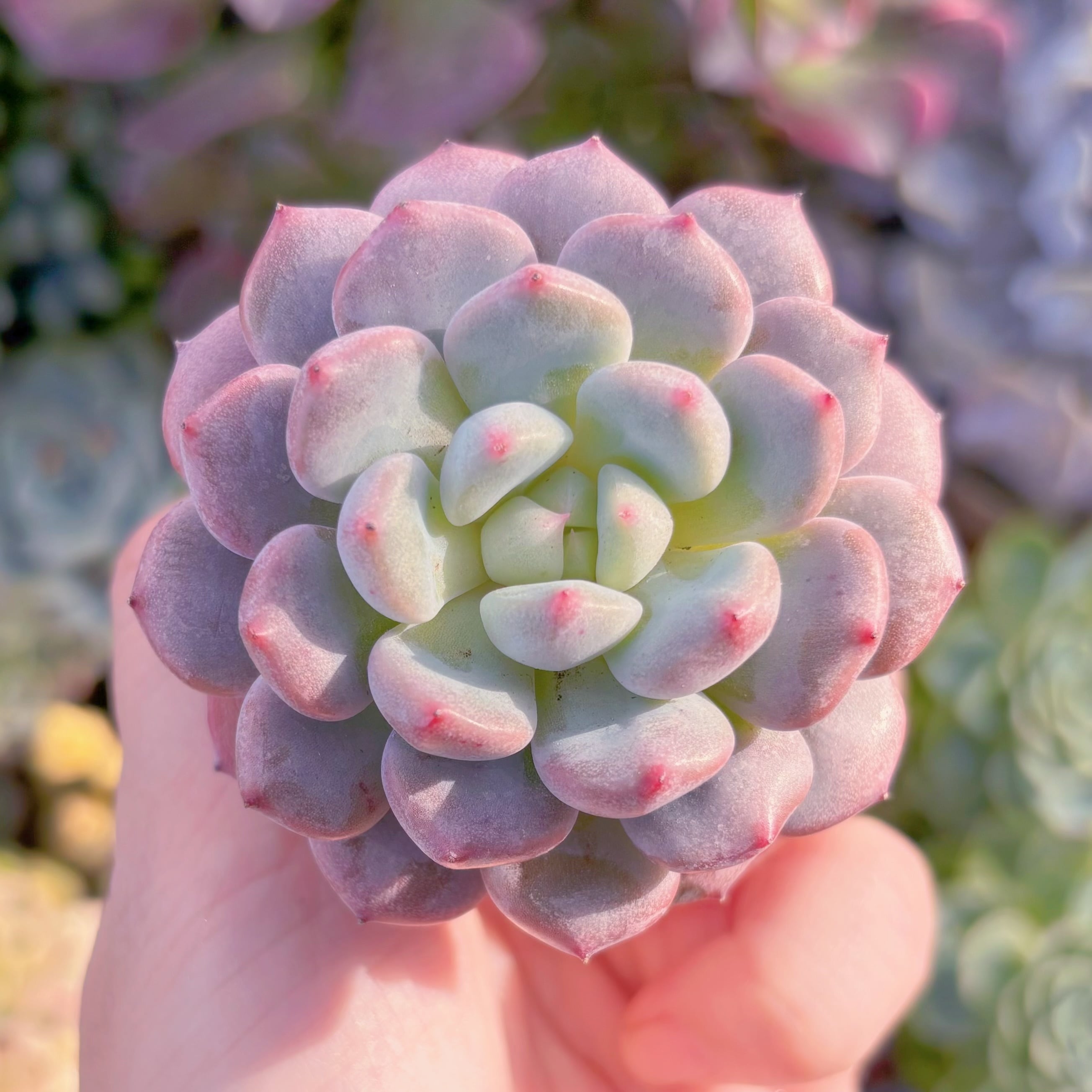 多肉植物　雪桃　新入荷　るる農園