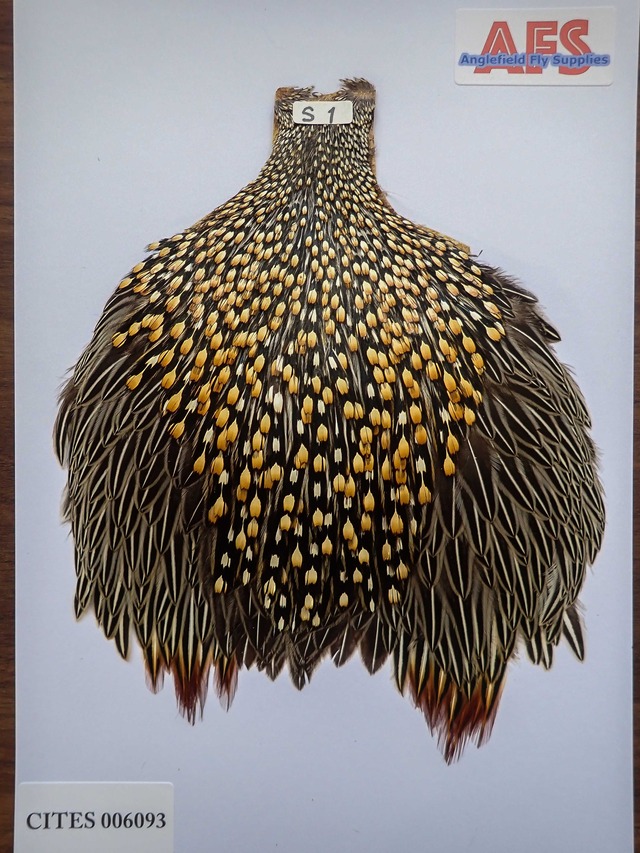 Jungle Cock S1