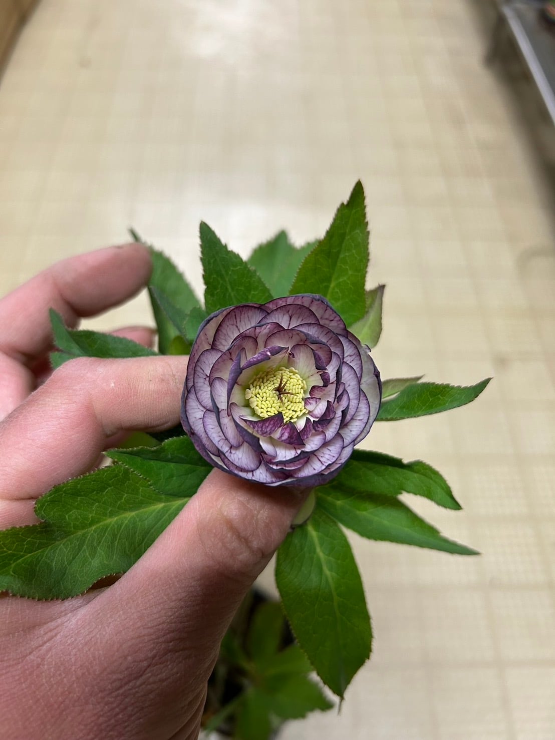 加藤農園 ホワイトゴールド爪紅グラデーション クリスマスローズ 同梱