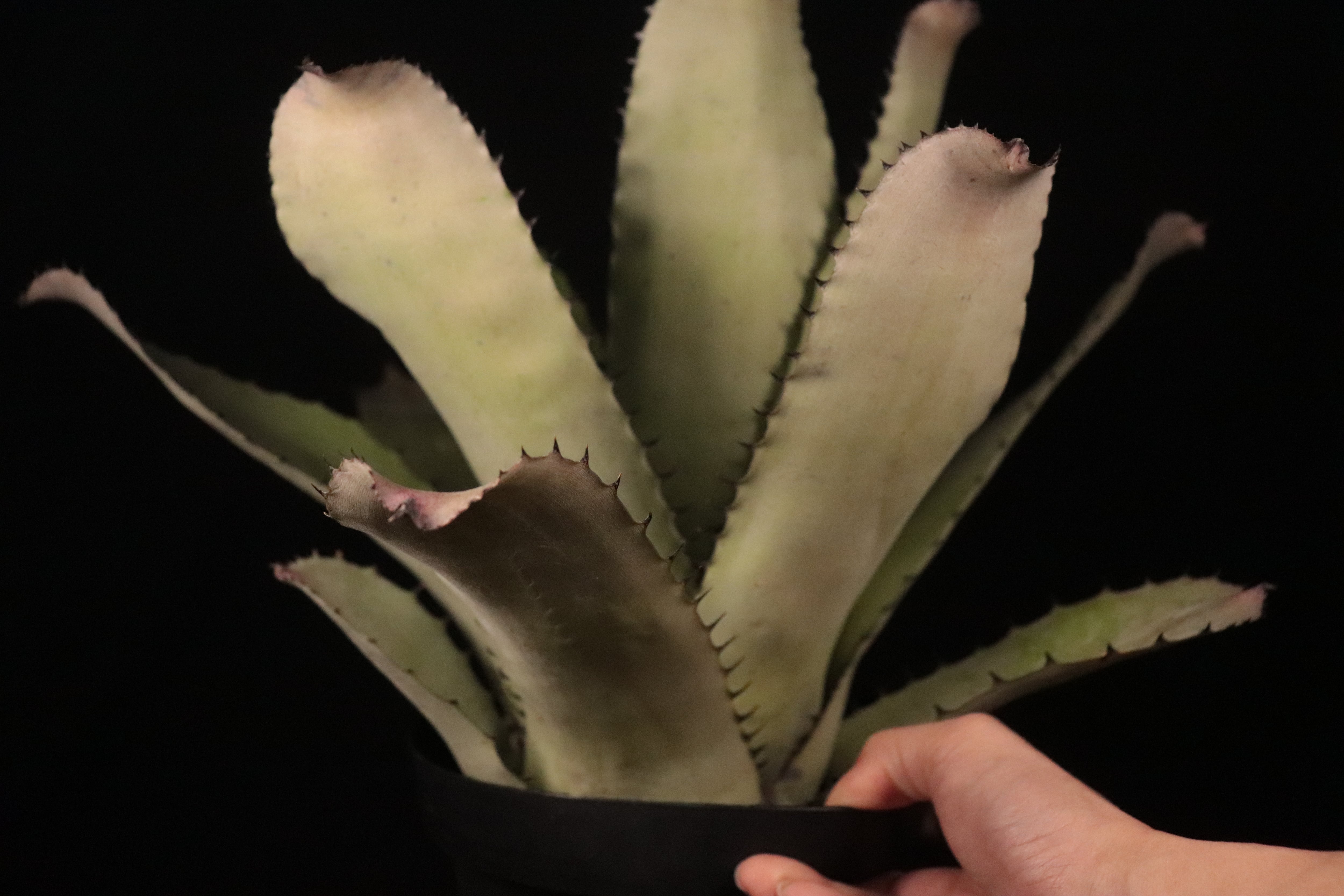 送料無料】Neoregelia carcharodon Silver〔ネオレゲリア〕現品発送