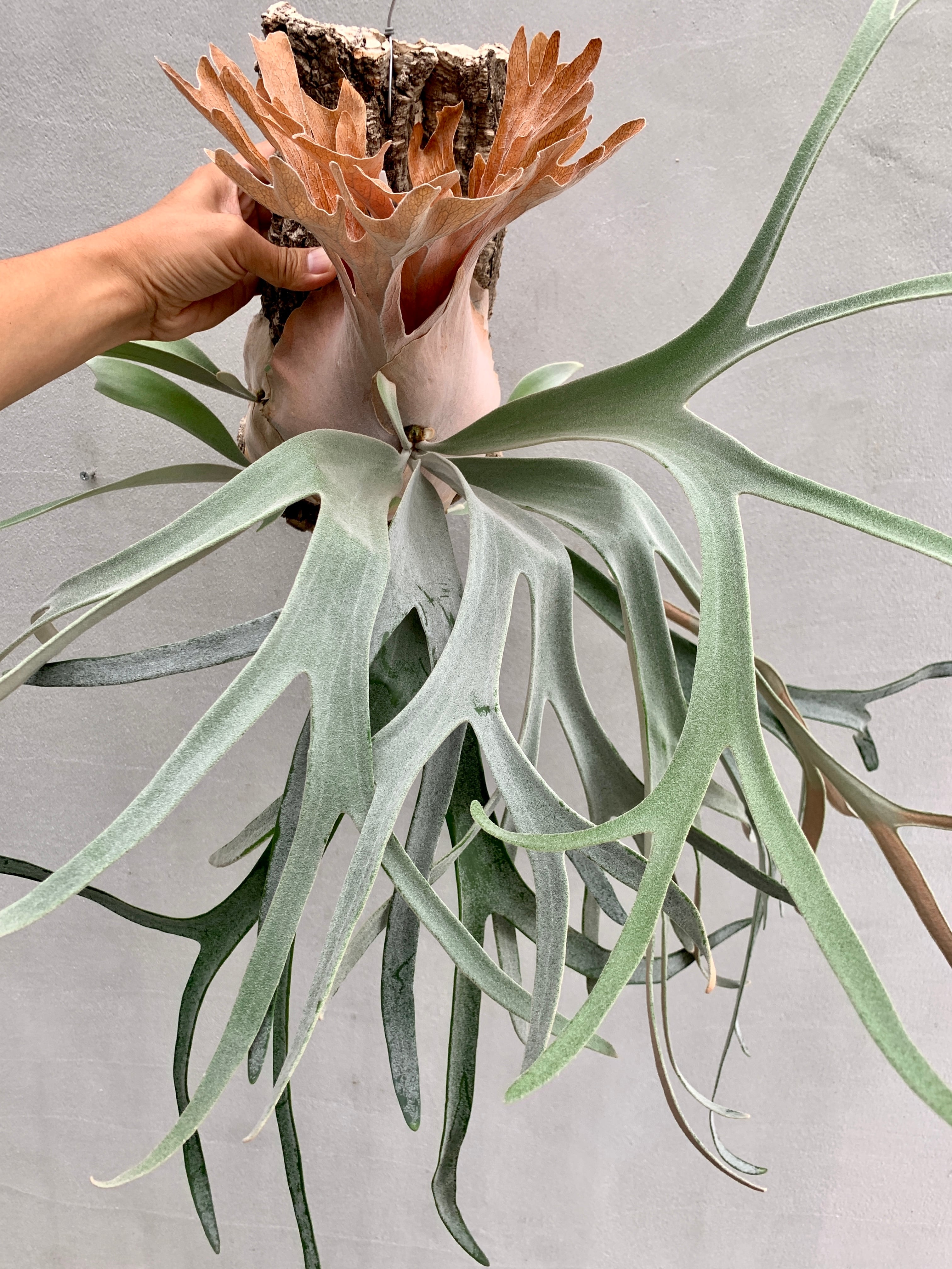 ビカクシダ・ドイトン P. 'Doi-tung' ビカクシダ 'ドイトン' | vandaka plants