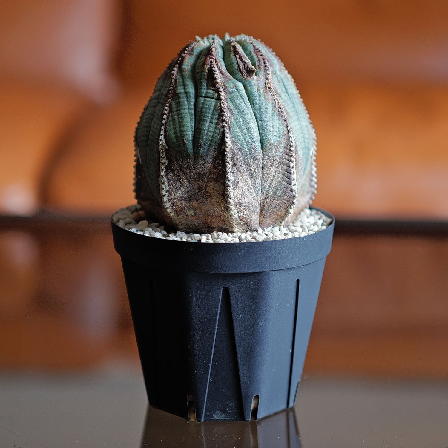 C*e様 ユーフォルビア オベサ オールド 木質化 ユーフォルビア オベサ オールド 木質化 ユーフォルビア オベサ