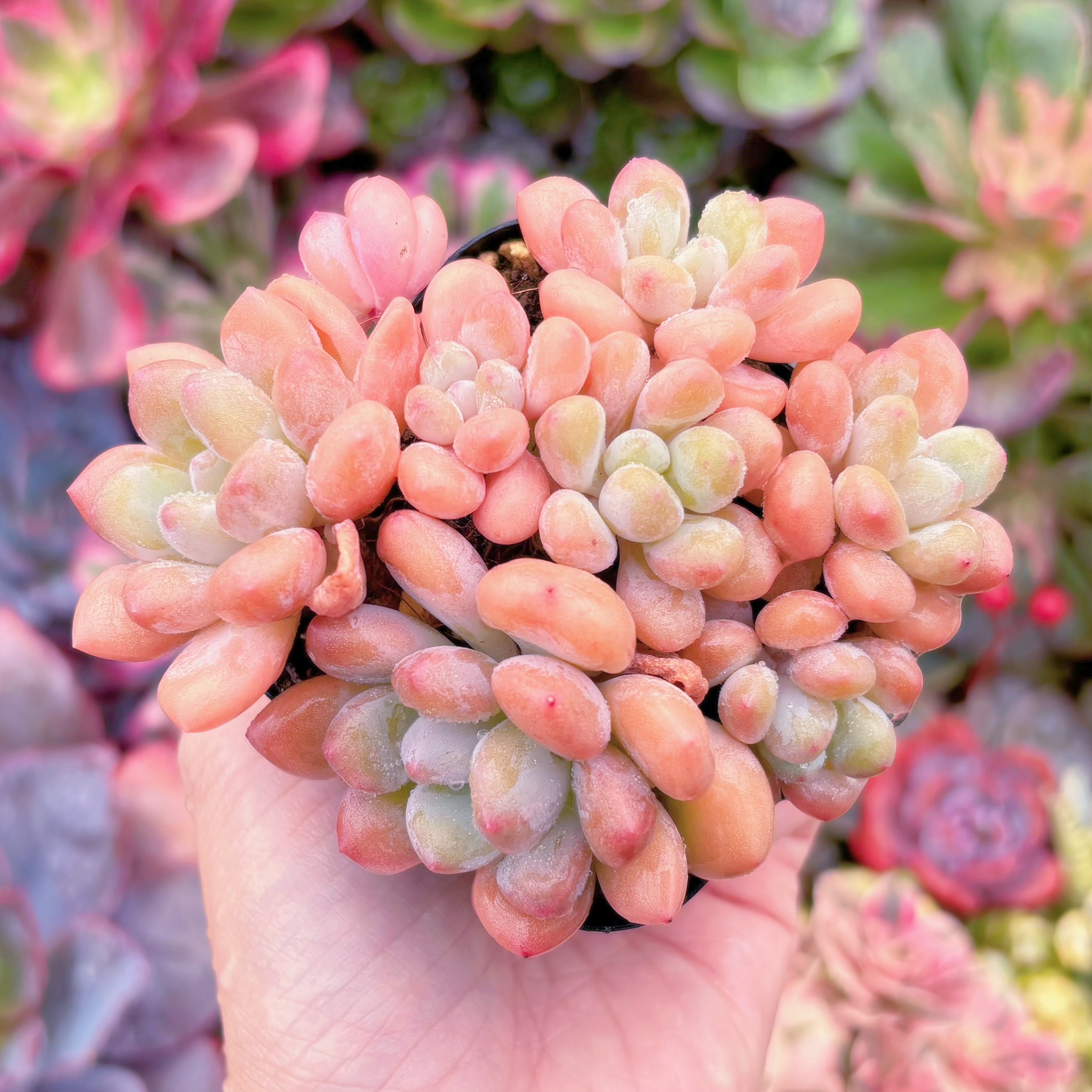 現品　ラブリーベア#A014　群生　るる農園