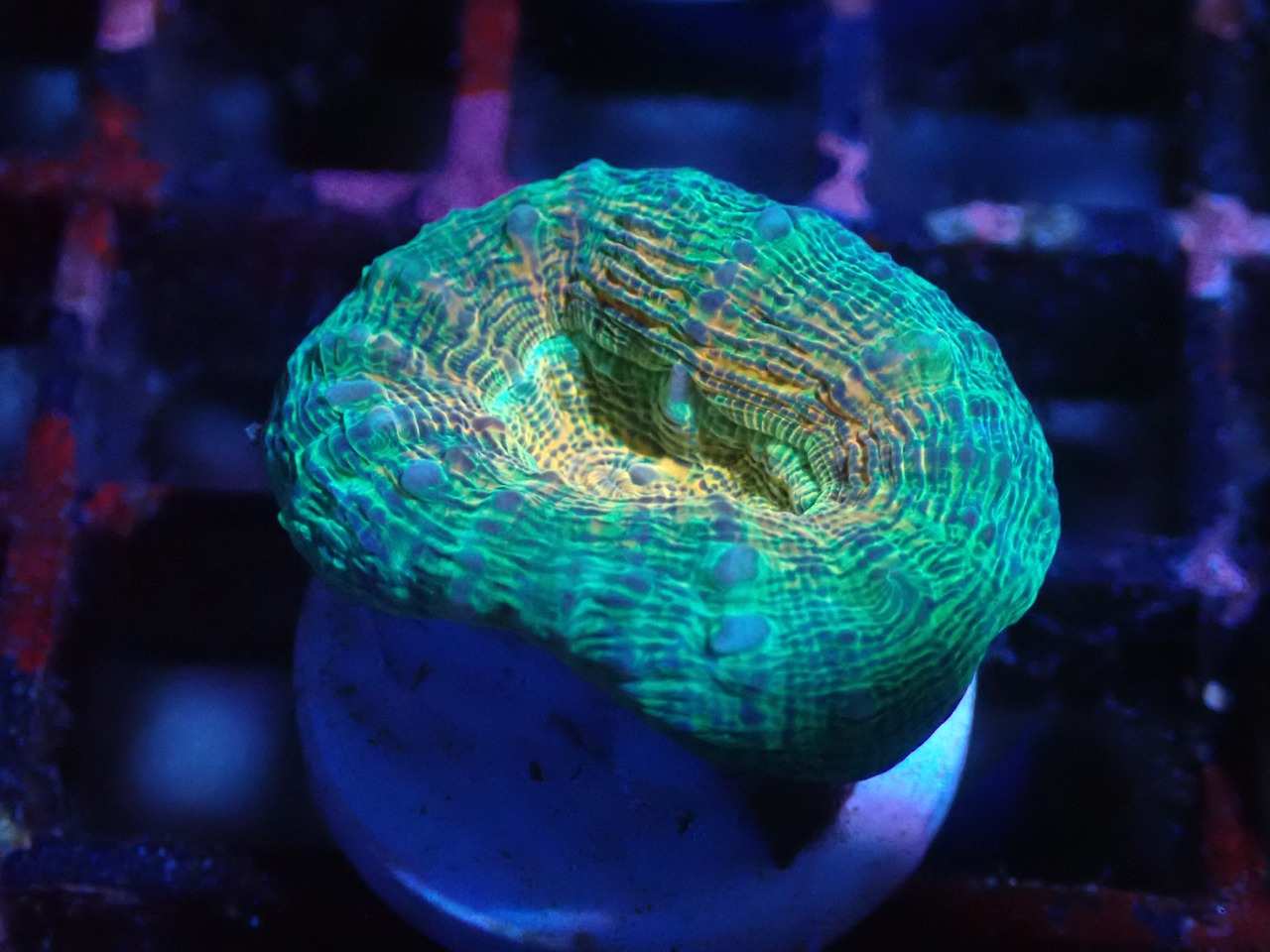 【一ヶ月熟成】Lobophyllia Corymbosa 14