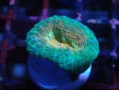 【一ヶ月熟成】Lobophyllia Corymbosa 14