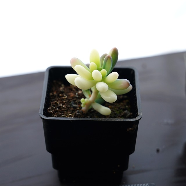 多肉植物^o^ 希少❣️ 不満 乙女心錦 速達発送付き